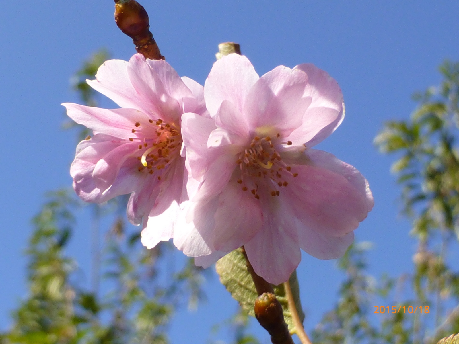 f:id:k10no3:20151018092723j:image:w560