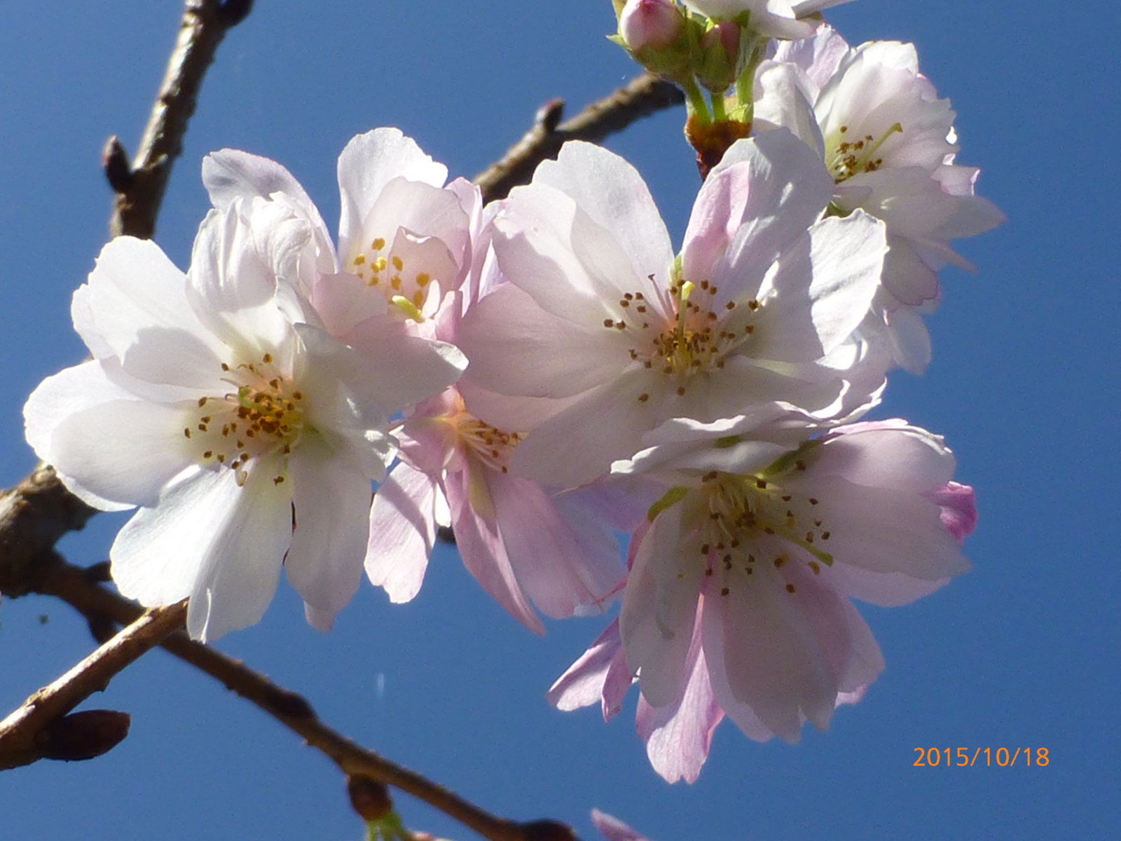 f:id:k10no3:20151018092736j:image:w560