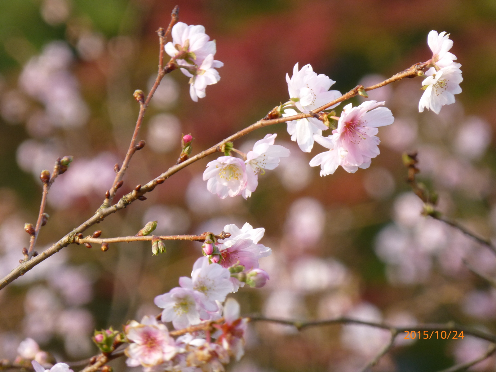 f:id:k10no3:20151024081323j:image:w640 f:id:k10no3:20151024081323j:image:w640