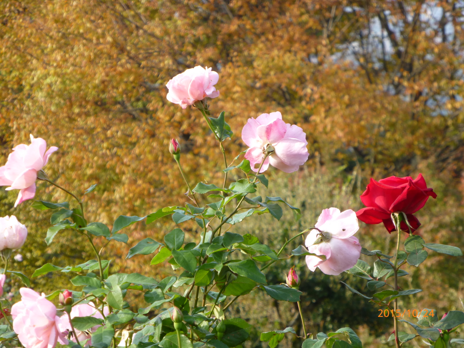 f:id:k10no3:20151024081850j:image:w279