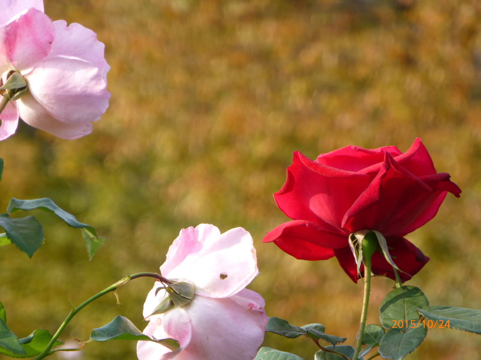f:id:k10no3:20151024081902j:image:w279