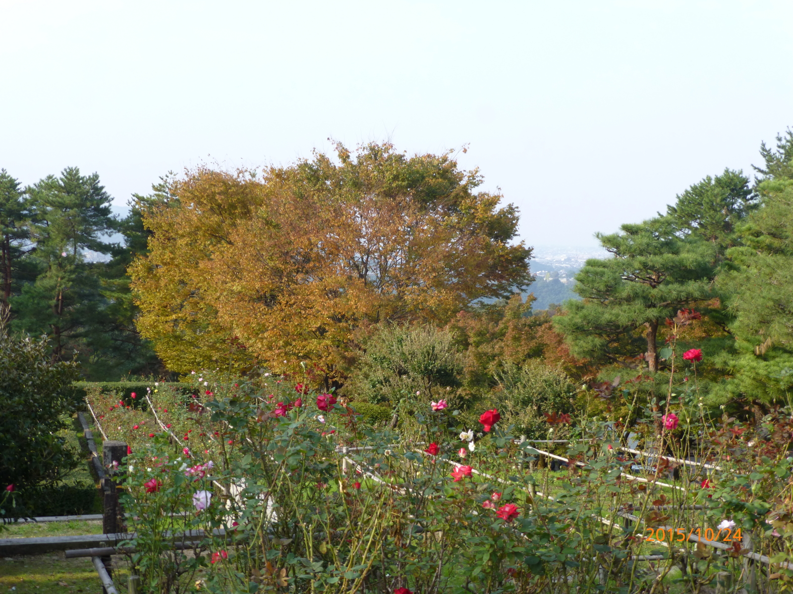 f:id:k10no3:20151024081918j:image:w279
