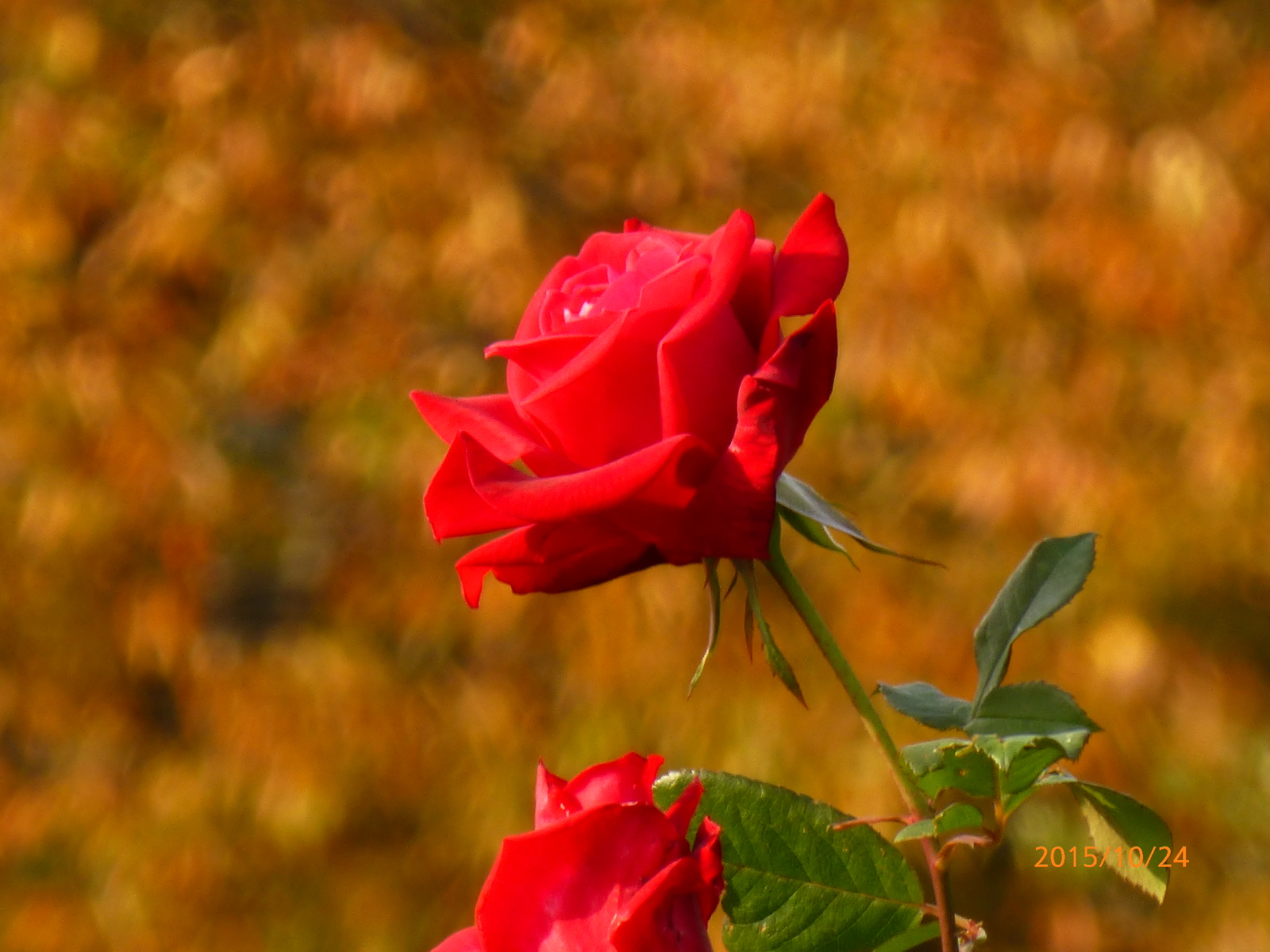 f:id:k10no3:20151024082020j:image:w560