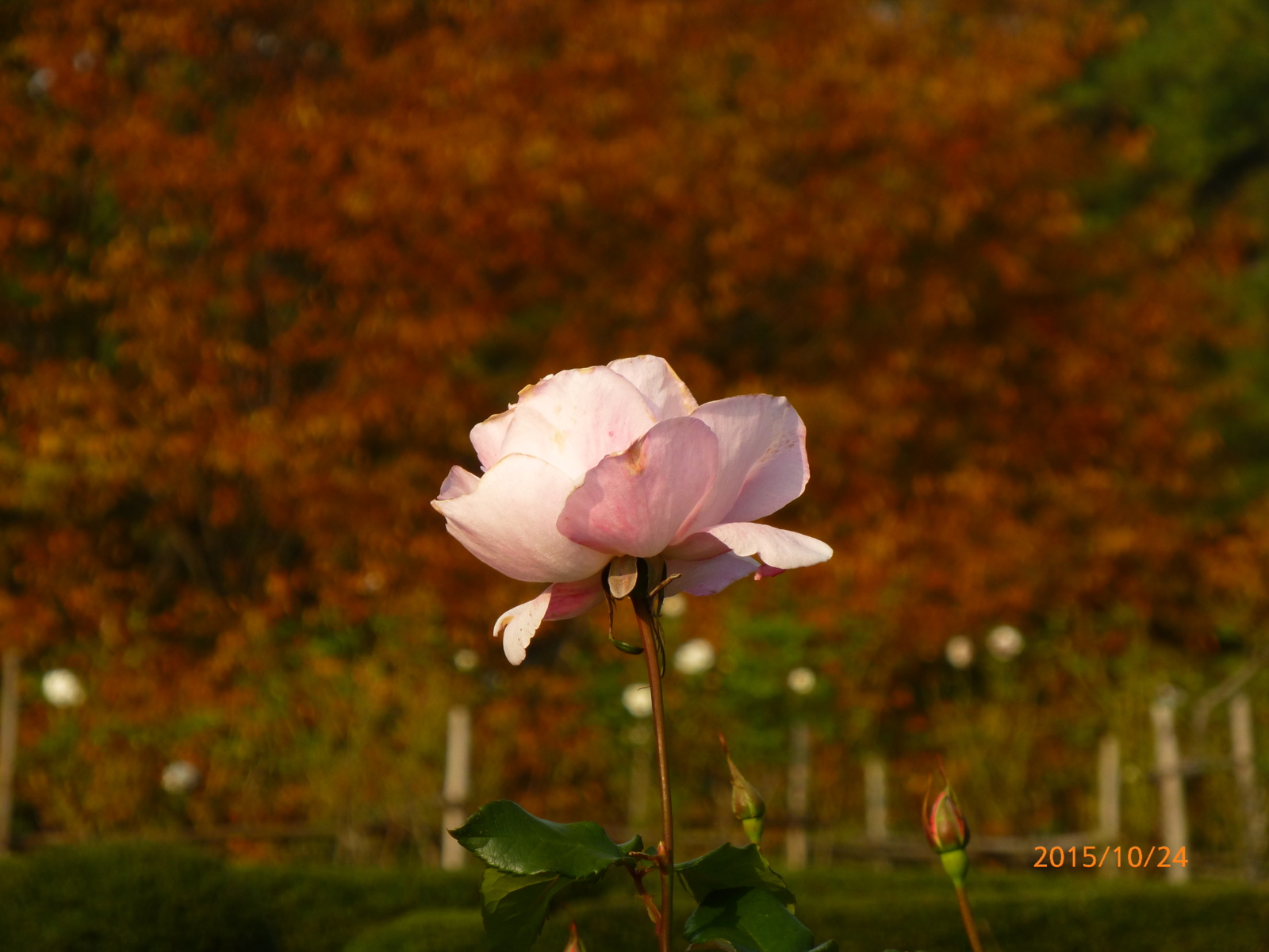 f:id:k10no3:20151024082328j:image:w560