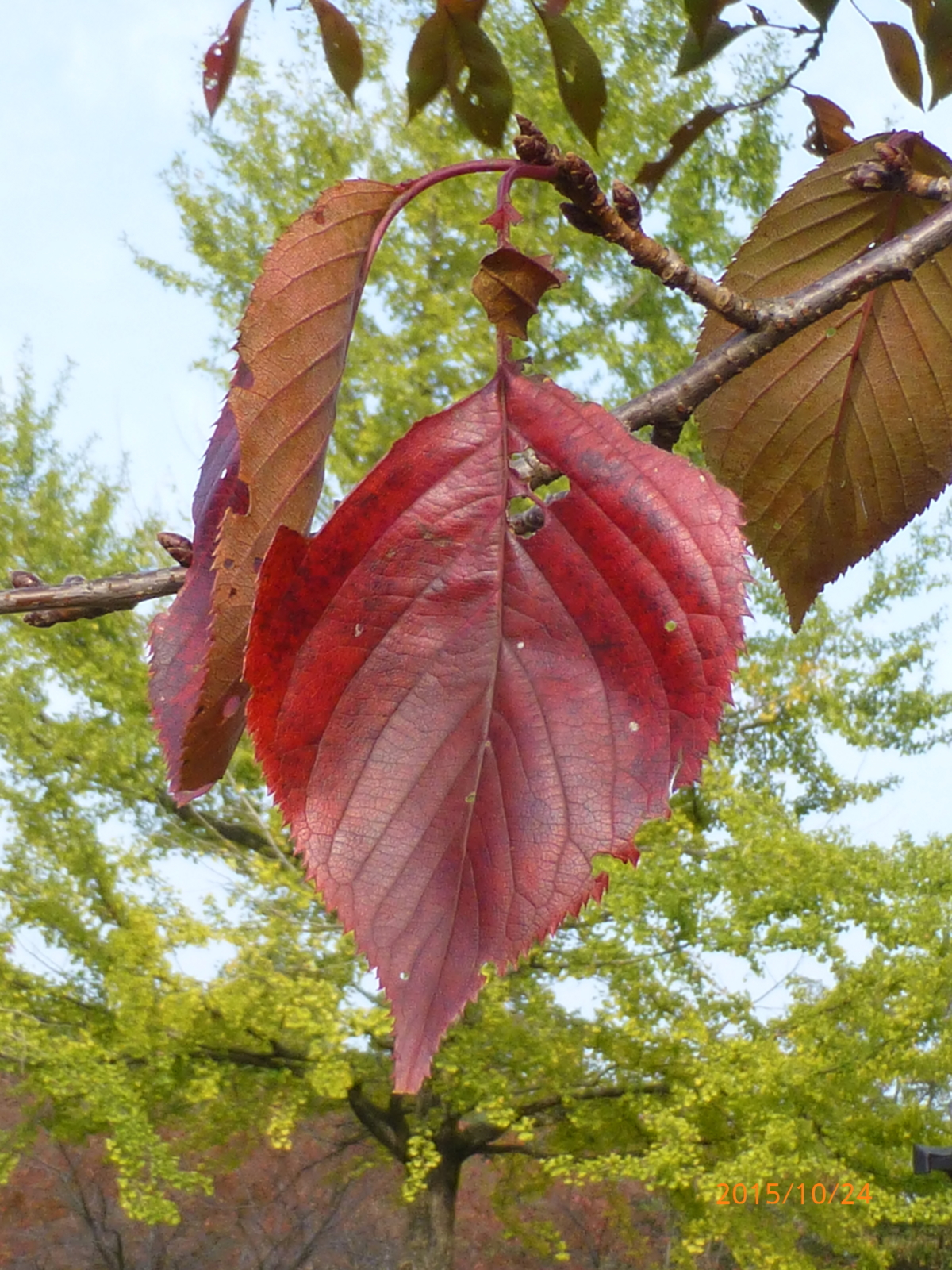 f:id:k10no3:20151024083707j:image:w279