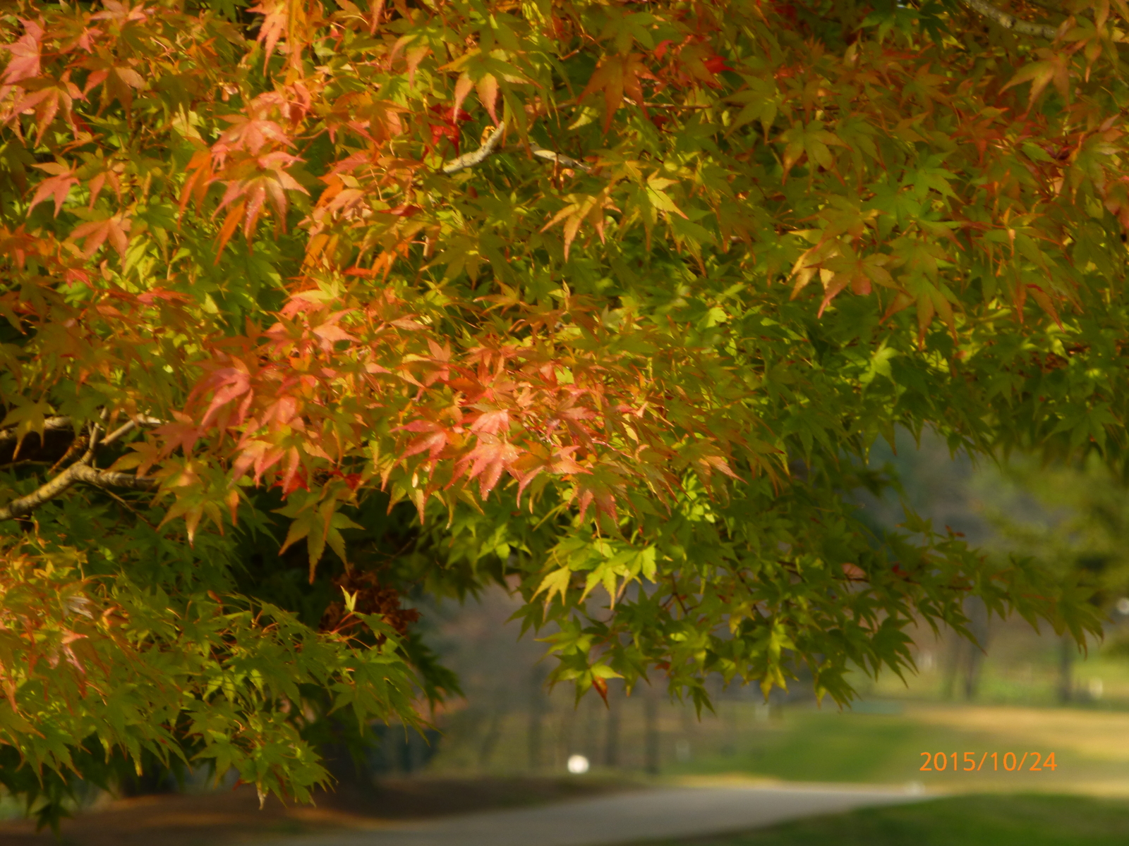 f:id:k10no3:20151024083926j:image:w560