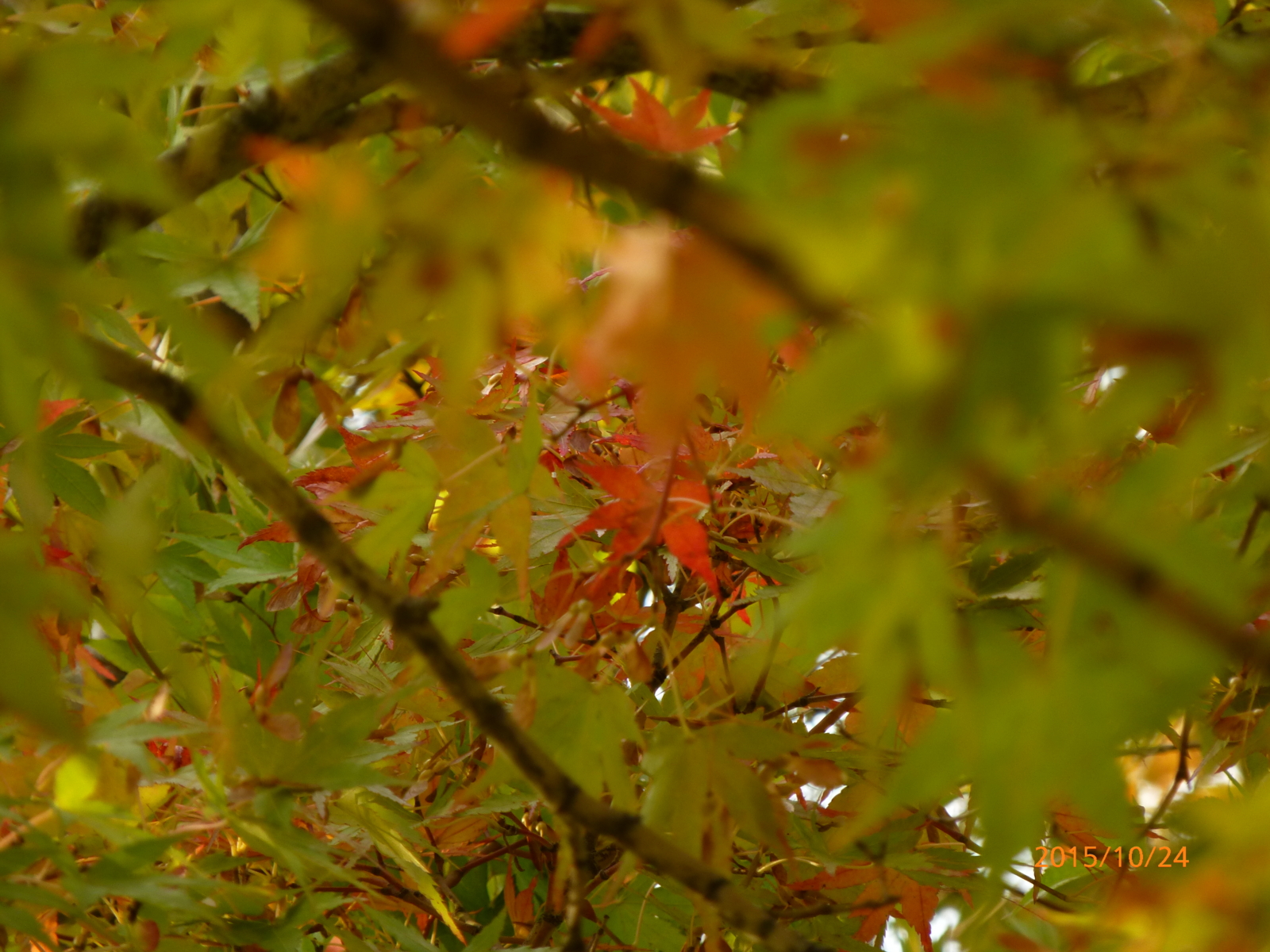 f:id:k10no3:20151024083941j:image:w560