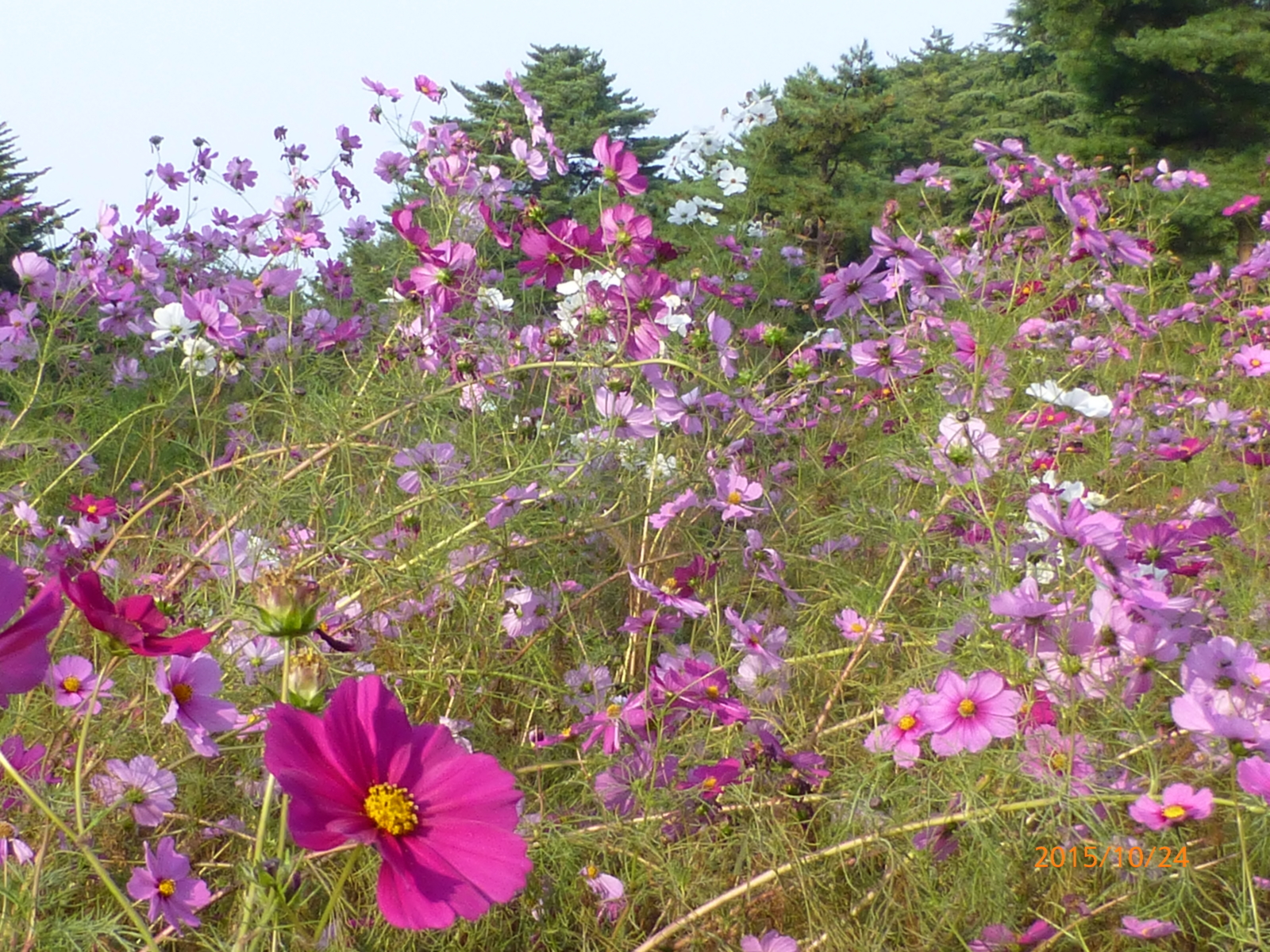 f:id:k10no3:20151024084047j:image:w560
