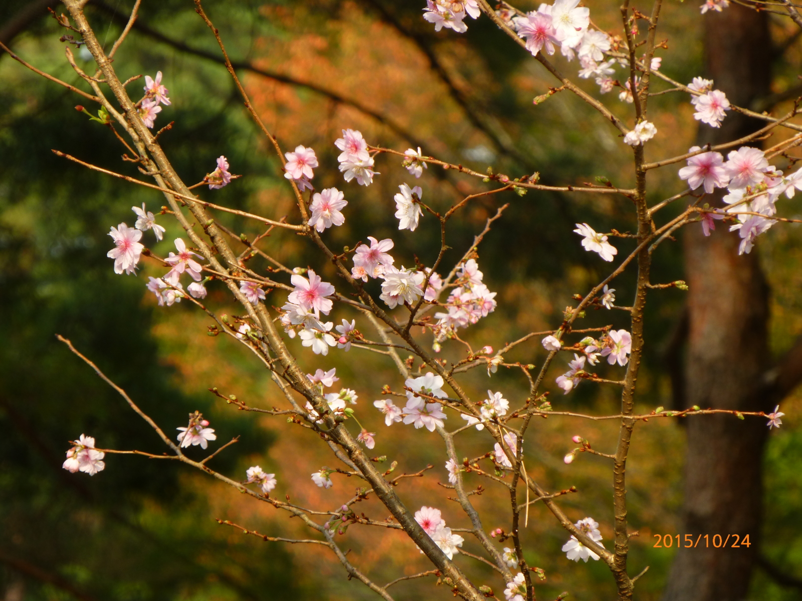 f:id:k10no3:20151024084637j:image:w560