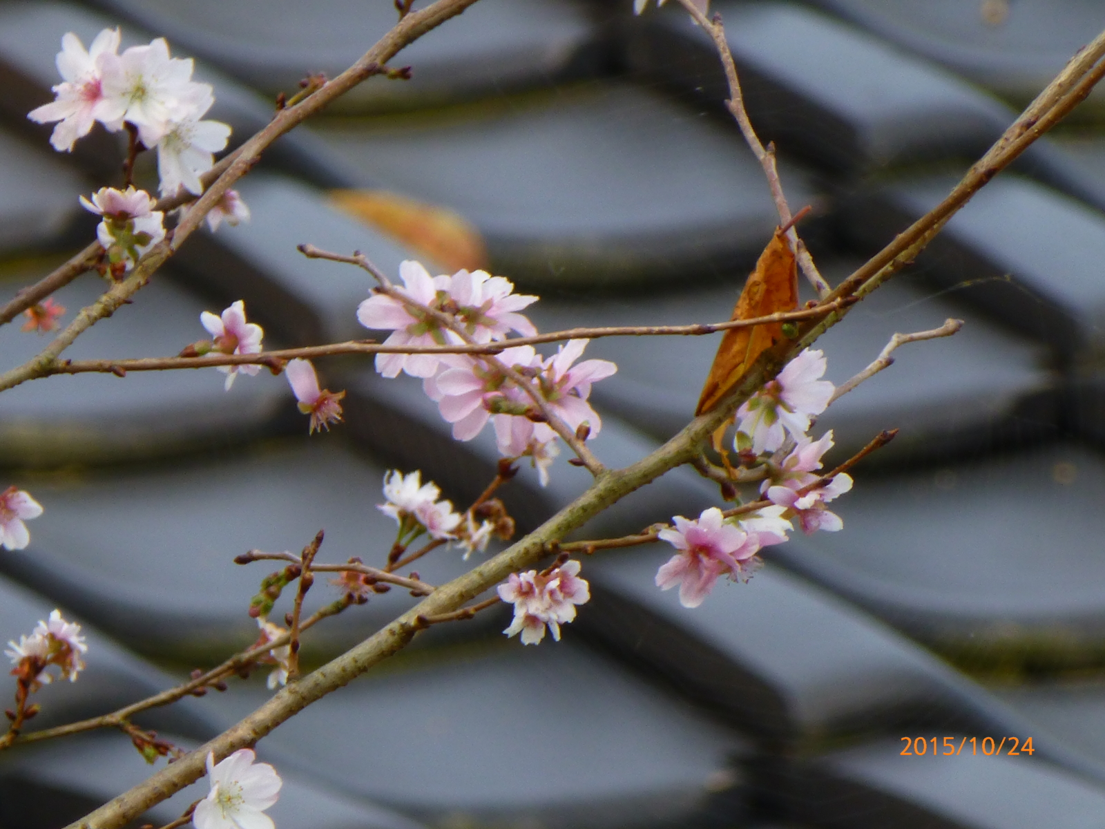 f:id:k10no3:20151024085415j:image:w640 f:id:k10no3:20151024085415j:image:w640