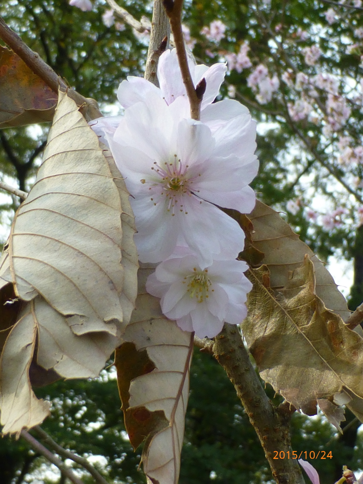 f:id:k10no3:20151024085452j:image:w420