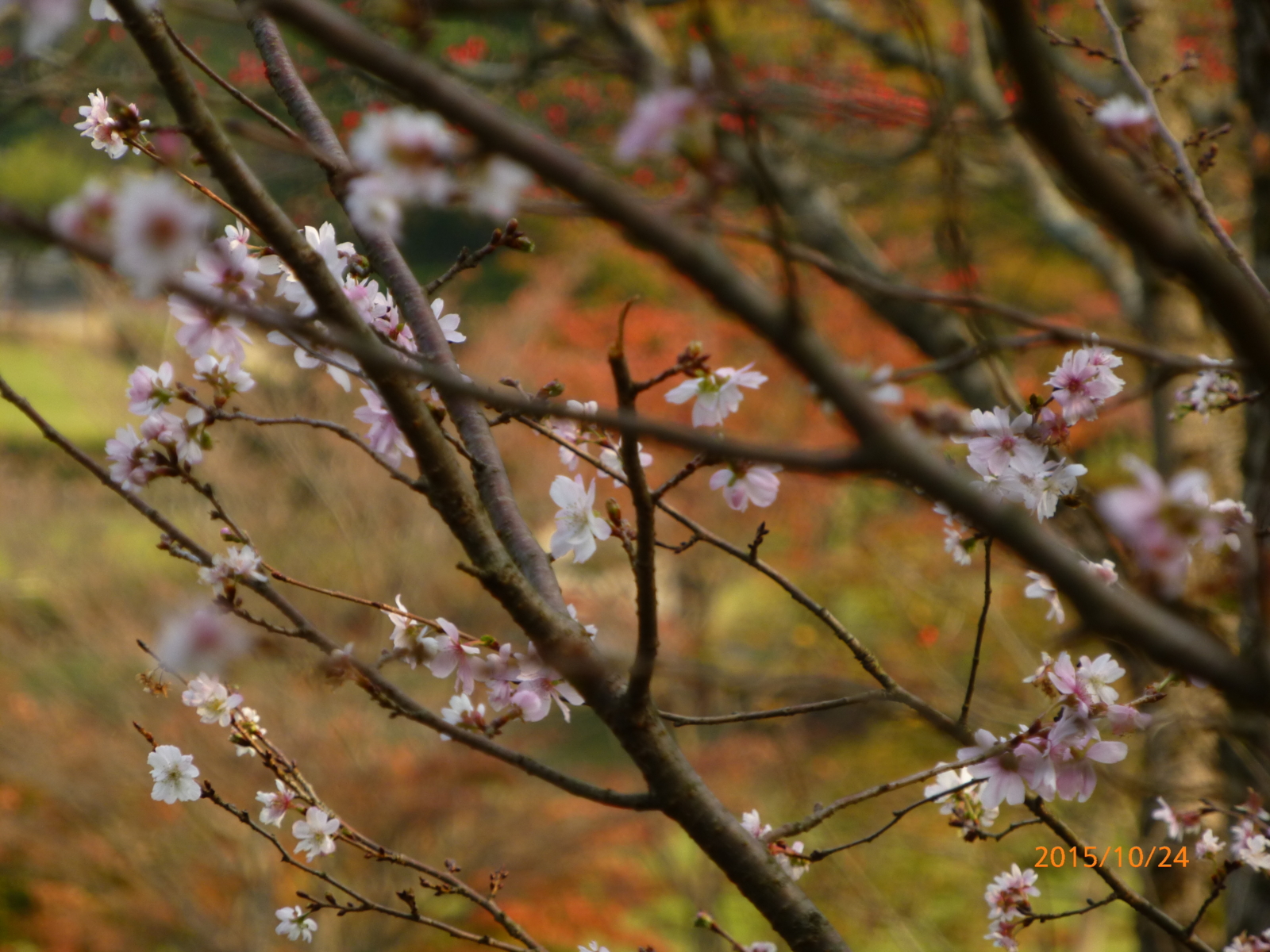 f:id:k10no3:20151024085626j:image:w560