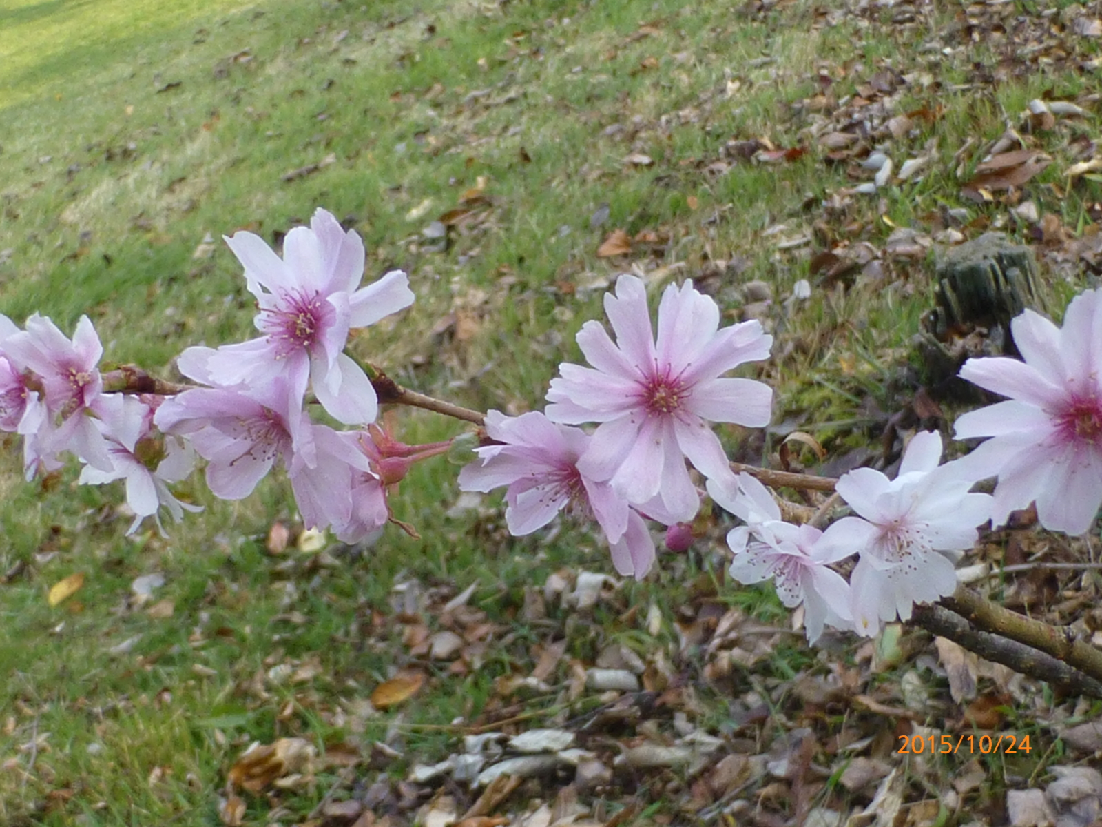 f:id:k10no3:20151024085955j:image:w560