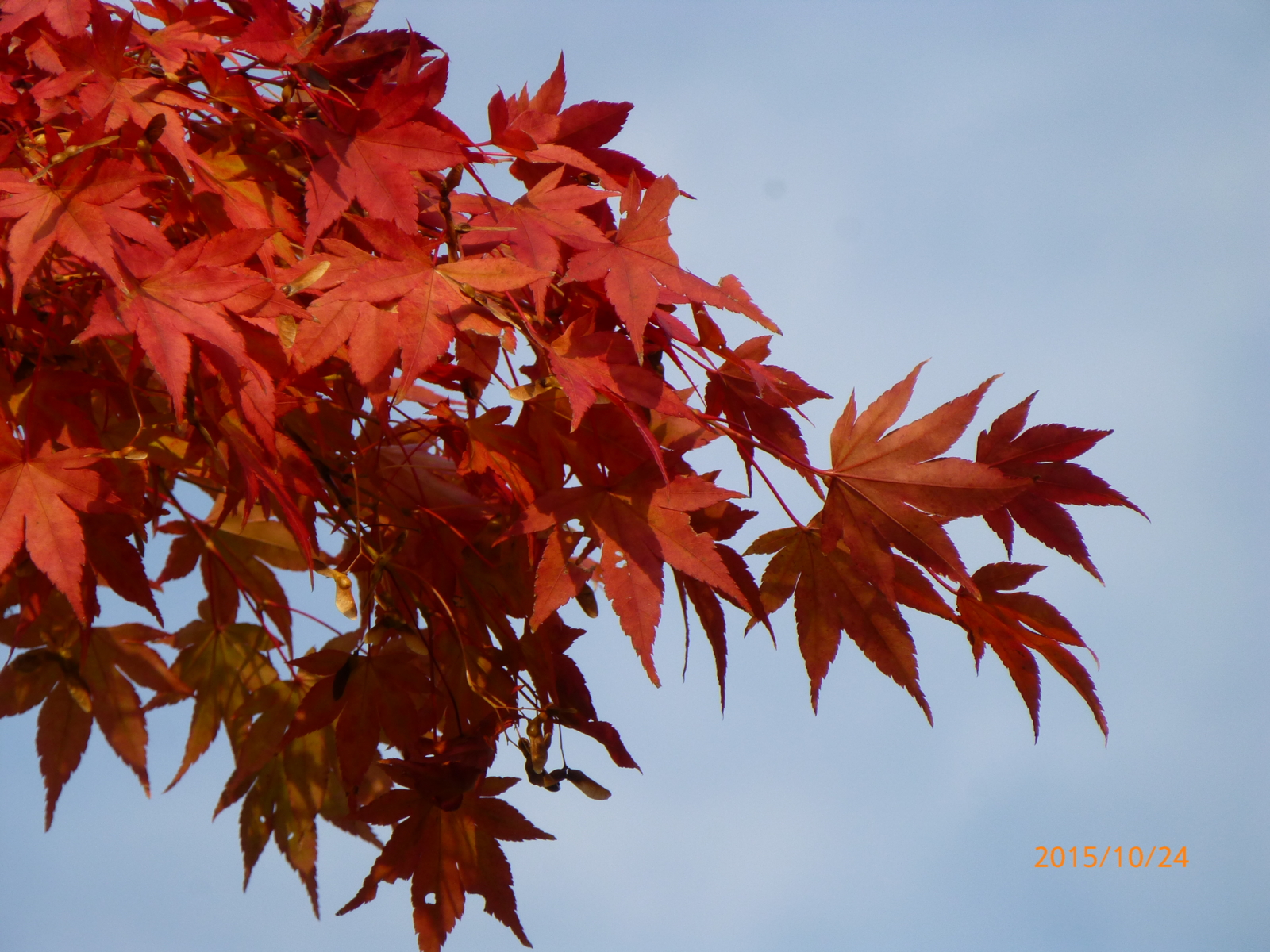 f:id:k10no3:20151024090455j:image:w560