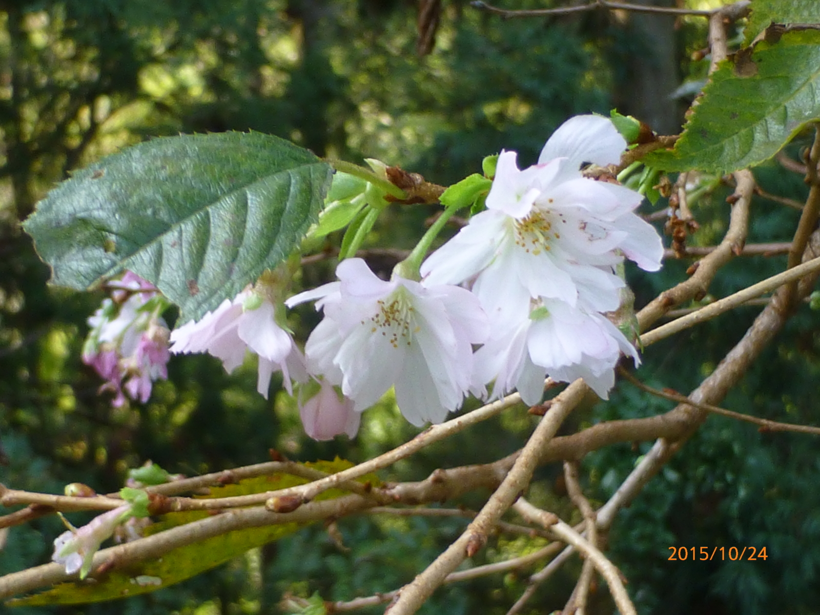 f:id:k10no3:20151024090704j:image:w560