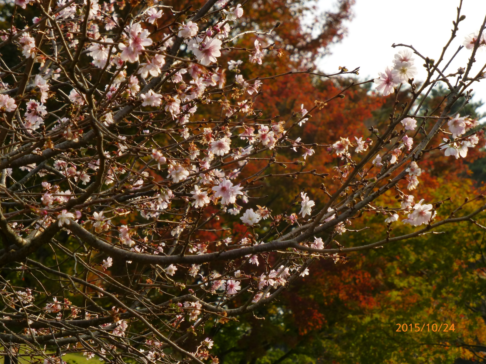 f:id:k10no3:20151024091042j:image:w640 f:id:k10no3:20151024091042j:image:w640