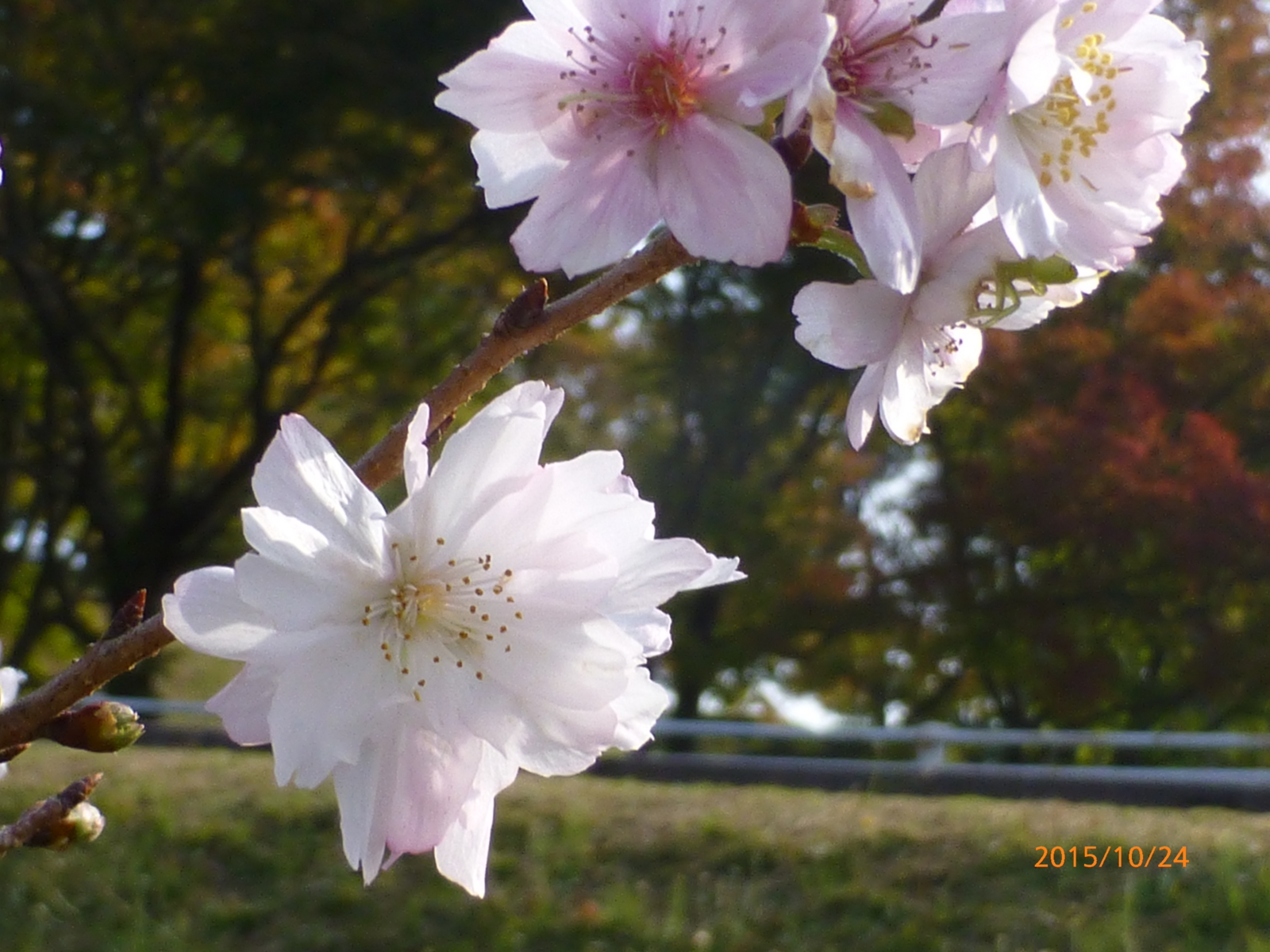 f:id:k10no3:20151024091138j:image:w279
