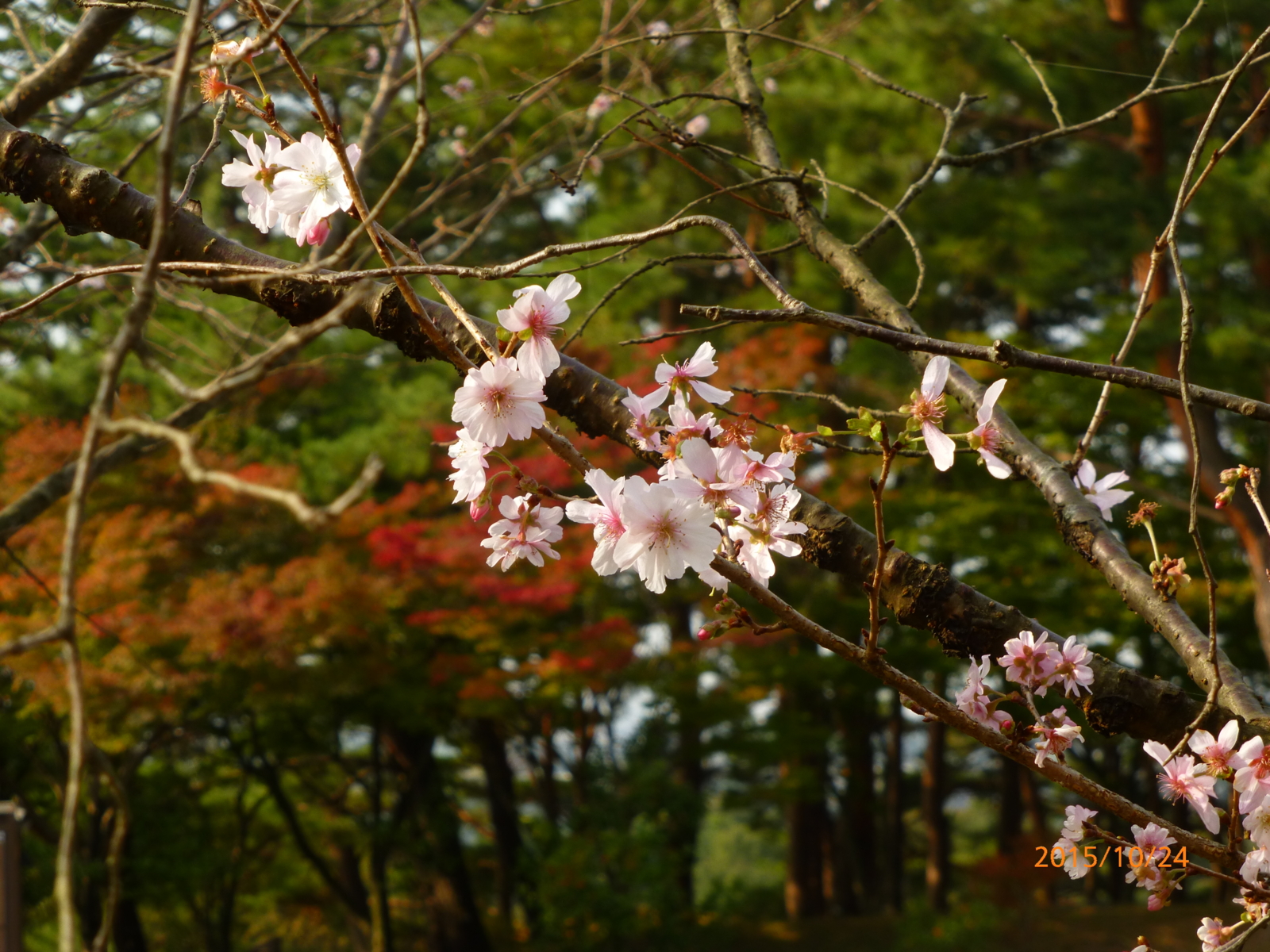 f:id:k10no3:20151024092025j:image:w560