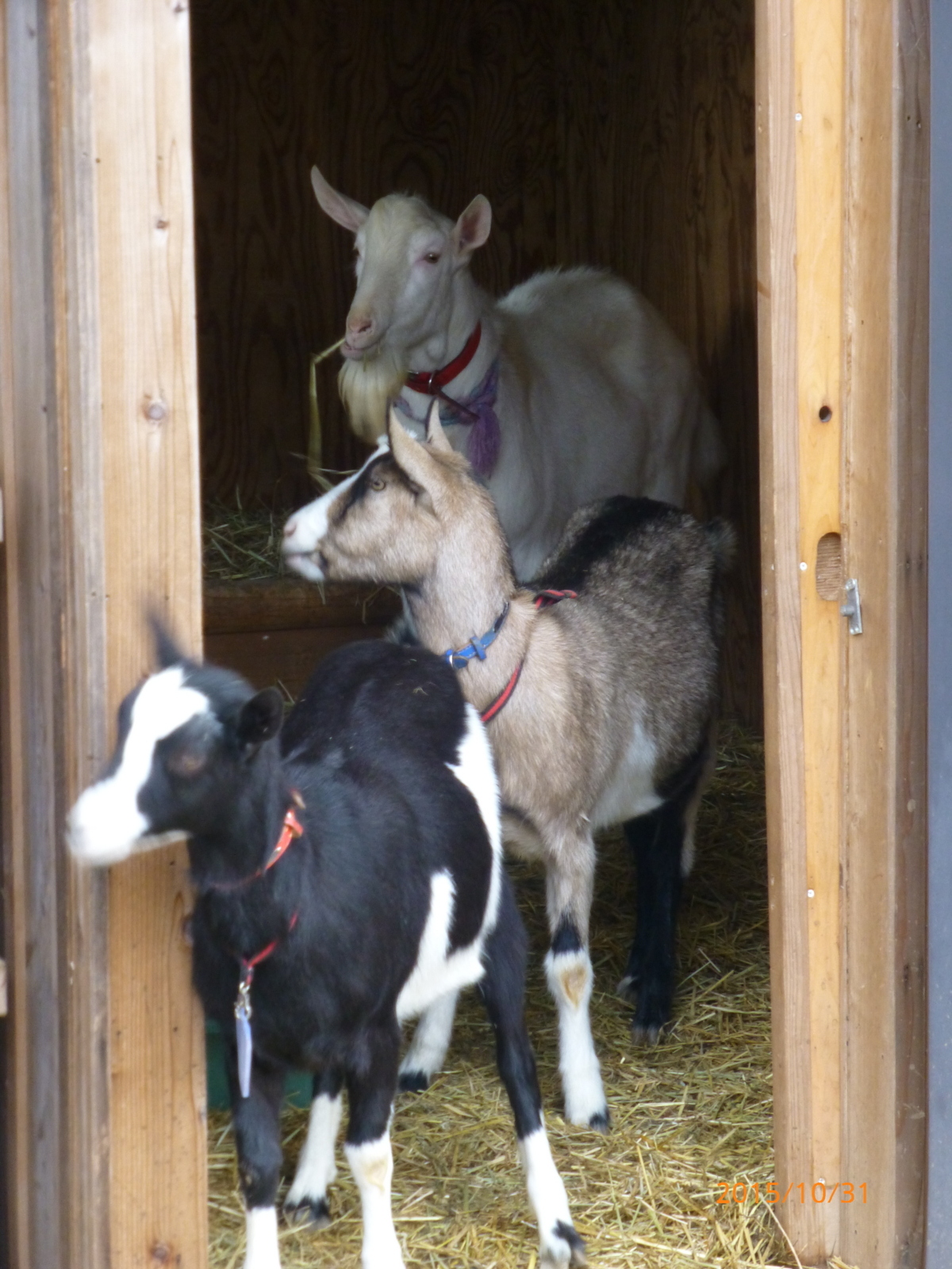 f:id:k10no3:20151031083239j:image:w279