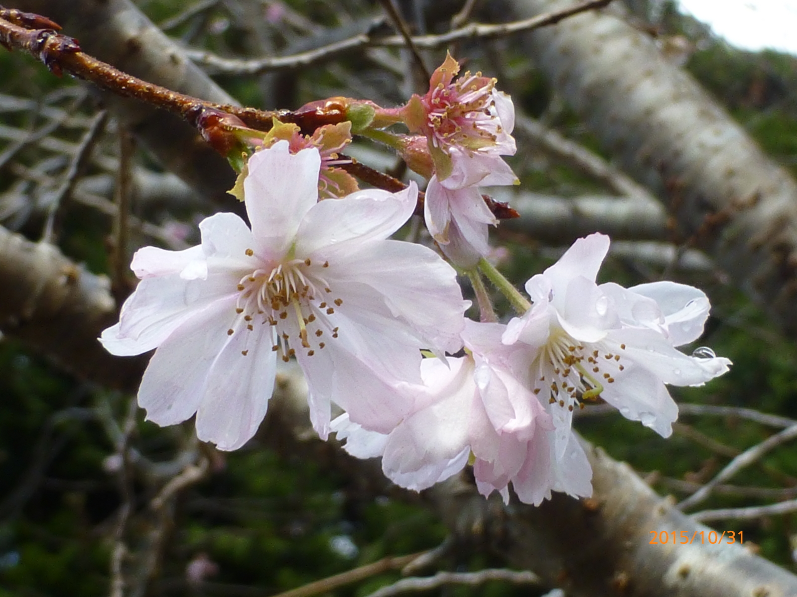 f:id:k10no3:20151031092541j:image:w279