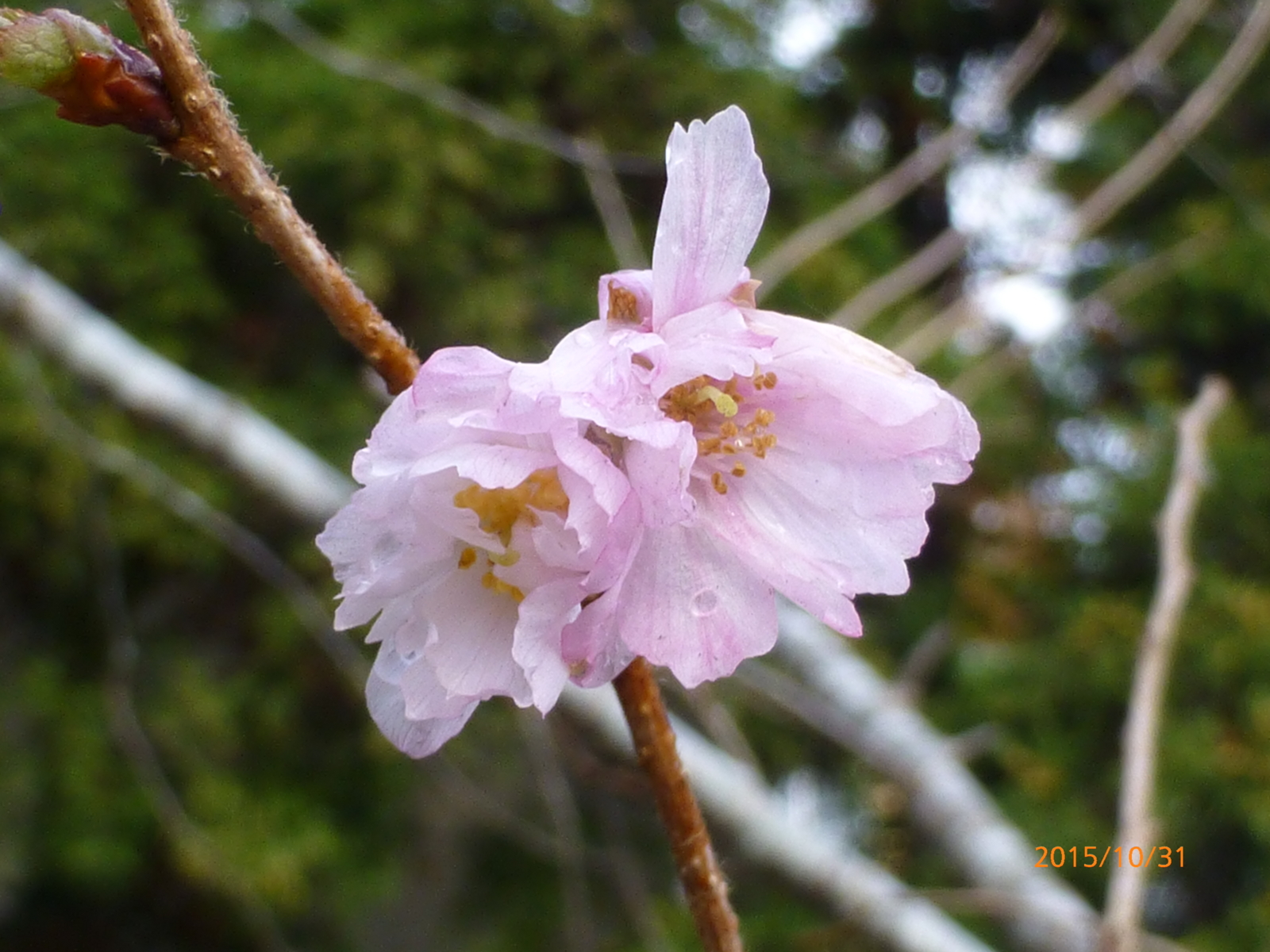 f:id:k10no3:20151031092552j:image:w279