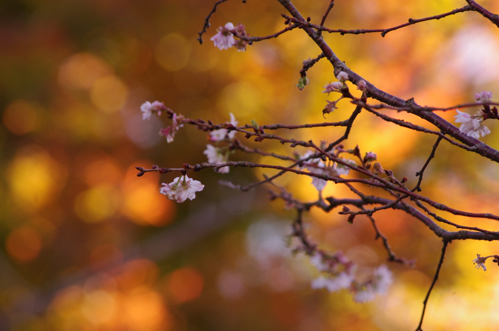 f:id:k10no3:20151101080759j:image:w640