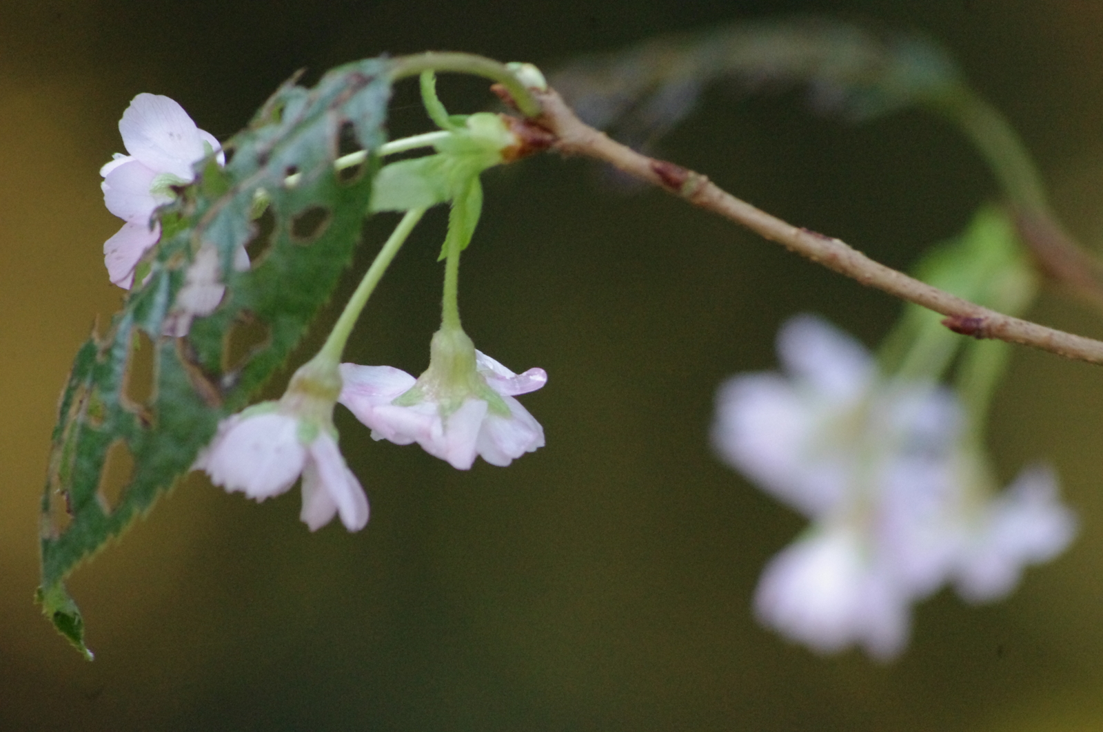 f:id:k10no3:20151101083051j:image:w640