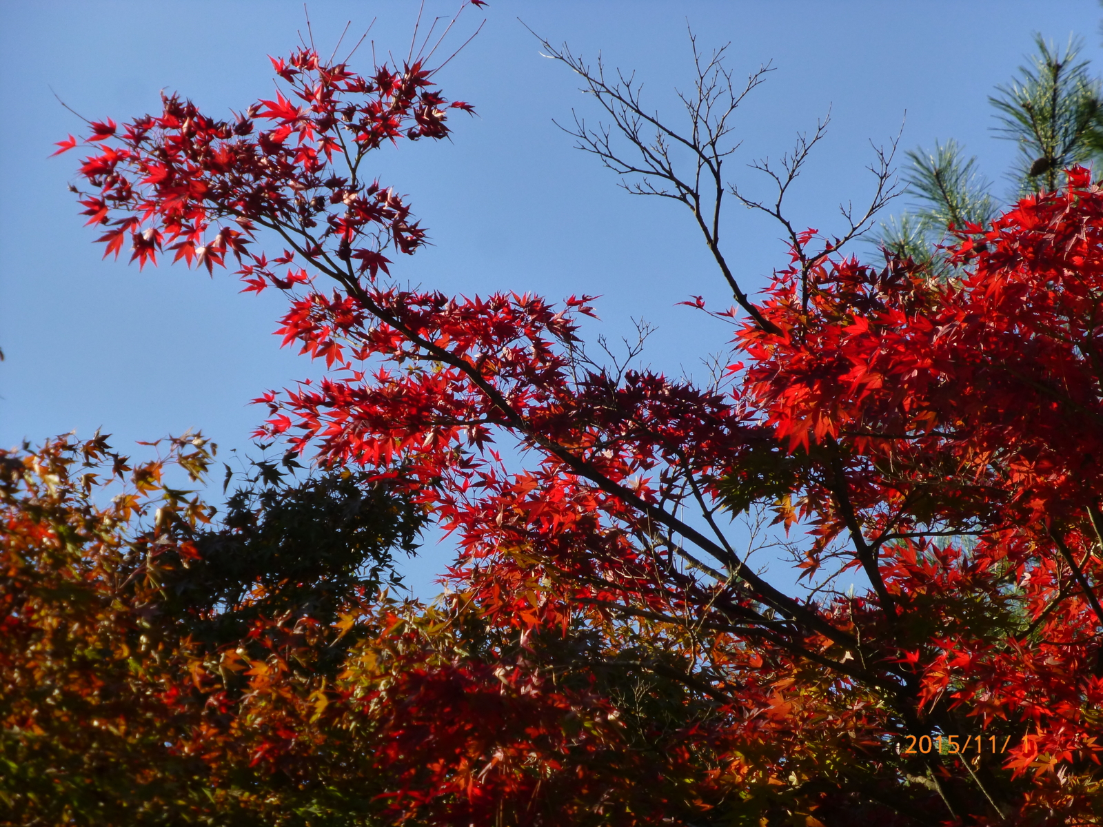 f:id:k10no3:20151101084603j:image:w560