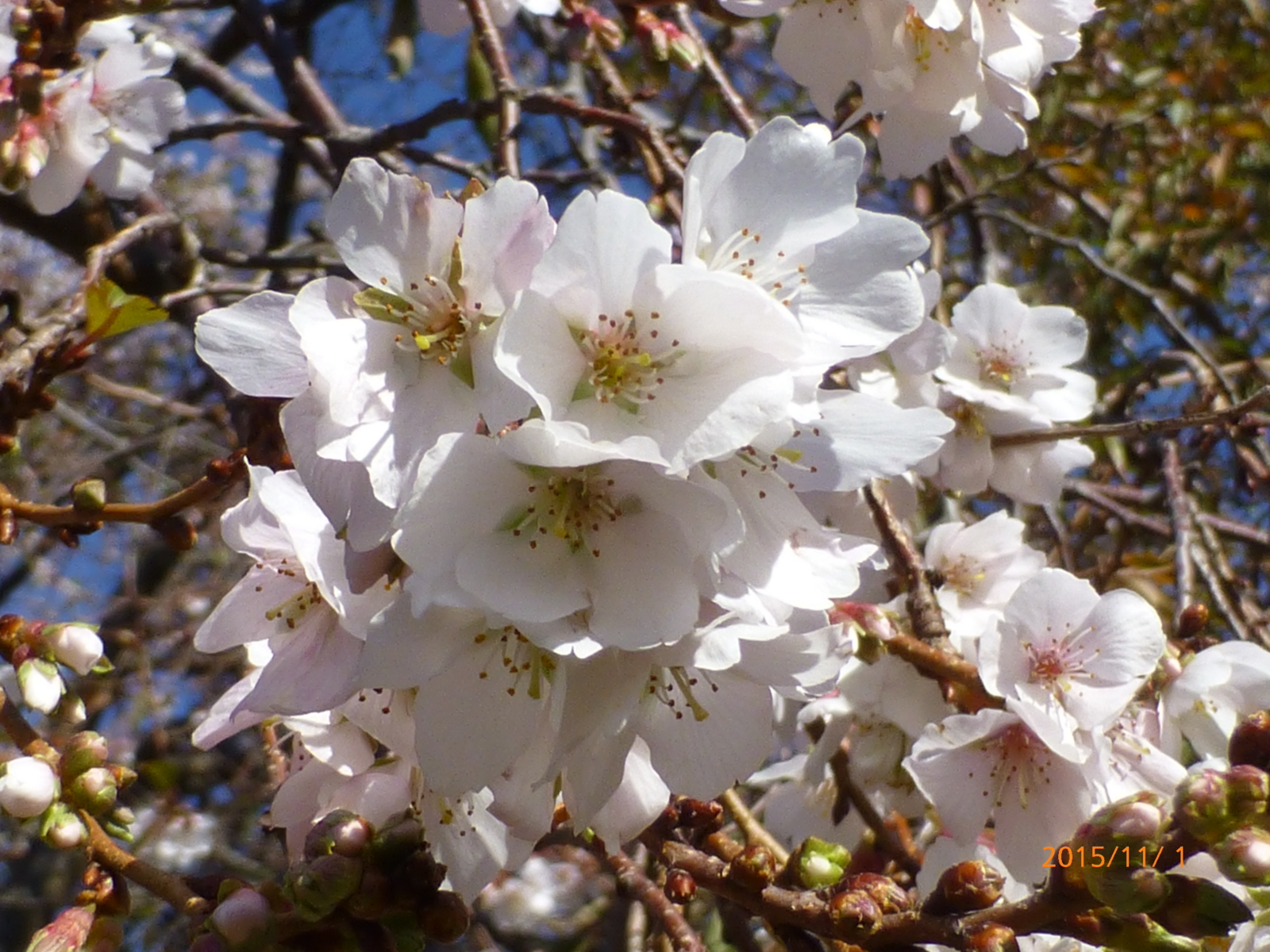 f:id:k10no3:20151101103540j:image:w560