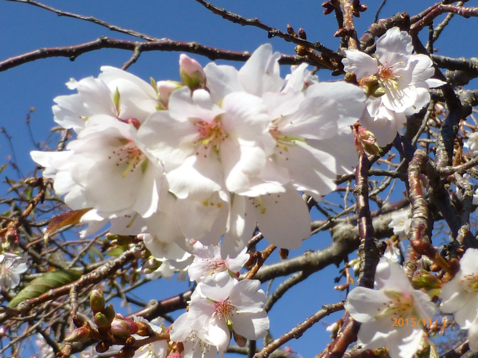 f:id:k10no3:20151101103611j:image:w560