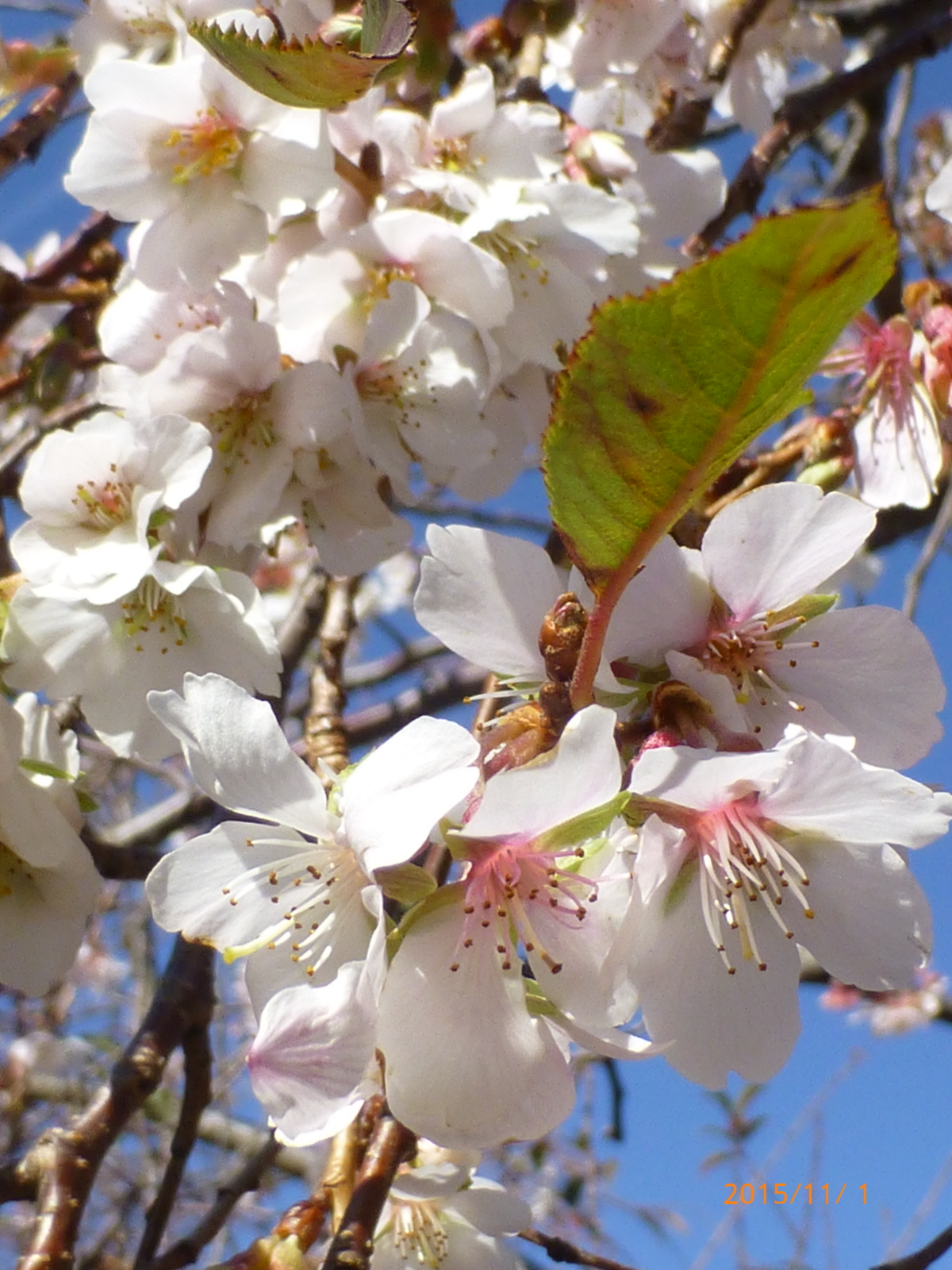 f:id:k10no3:20151101103630j:image:w279