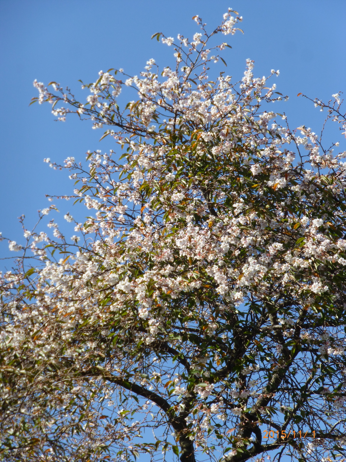 f:id:k10no3:20151101104457j:image:w279