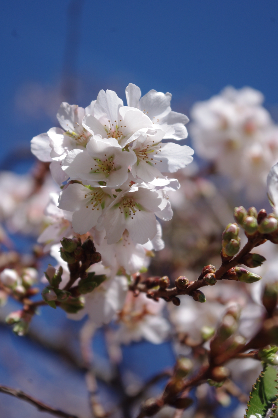 f:id:k10no3:20151101105210j:image:w420