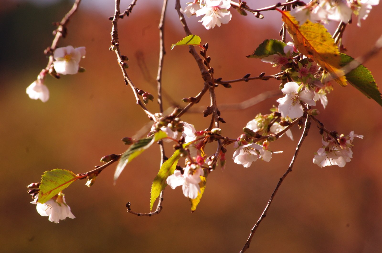 f:id:k10no3:20151101105555j:image:w560
