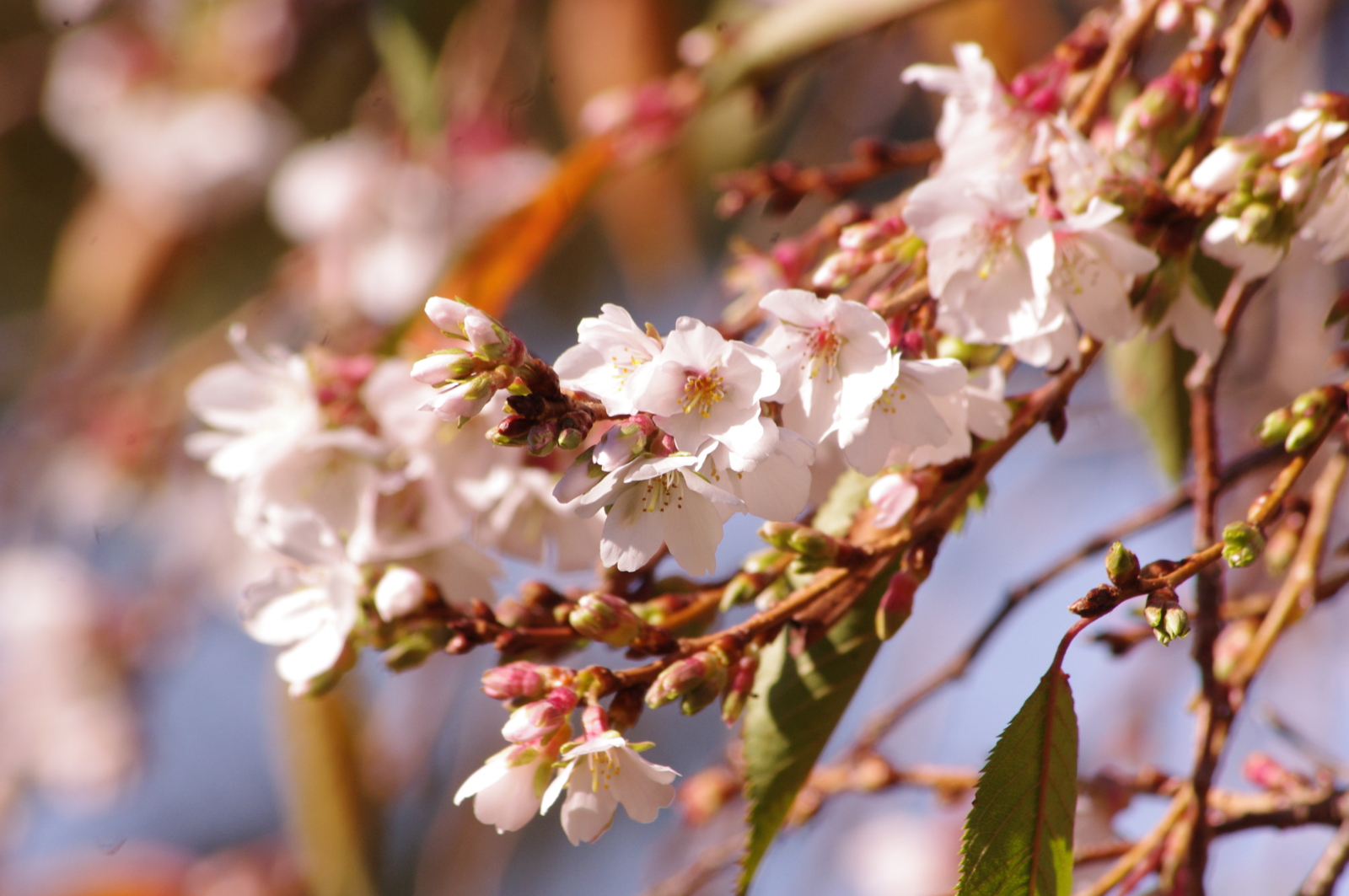 f:id:k10no3:20151101105643j:image:w560
