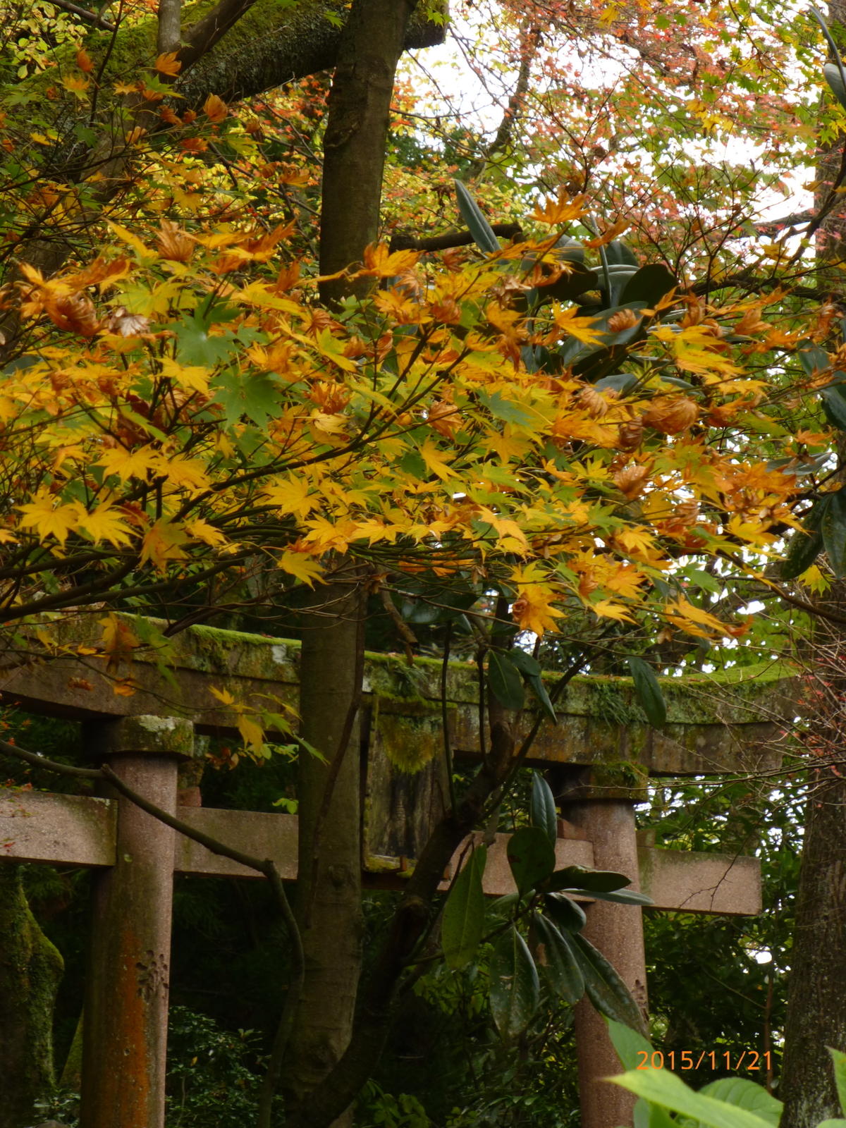 f:id:k10no3:20151121104903j:image:w279