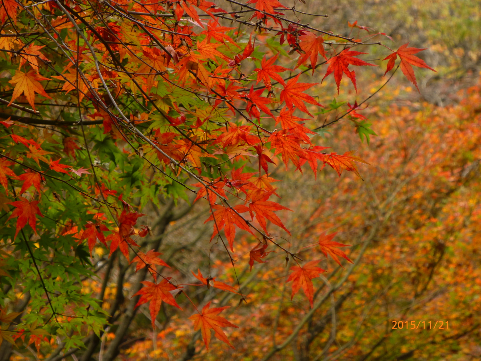 f:id:k10no3:20151121105028j:image:w560