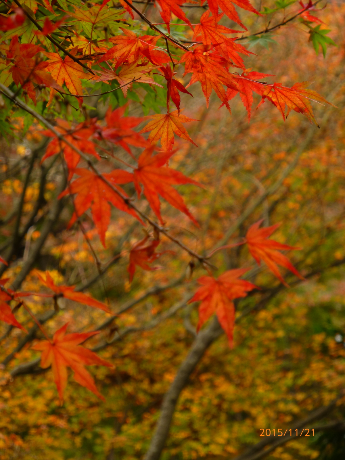 f:id:k10no3:20151121105042j:image:w279