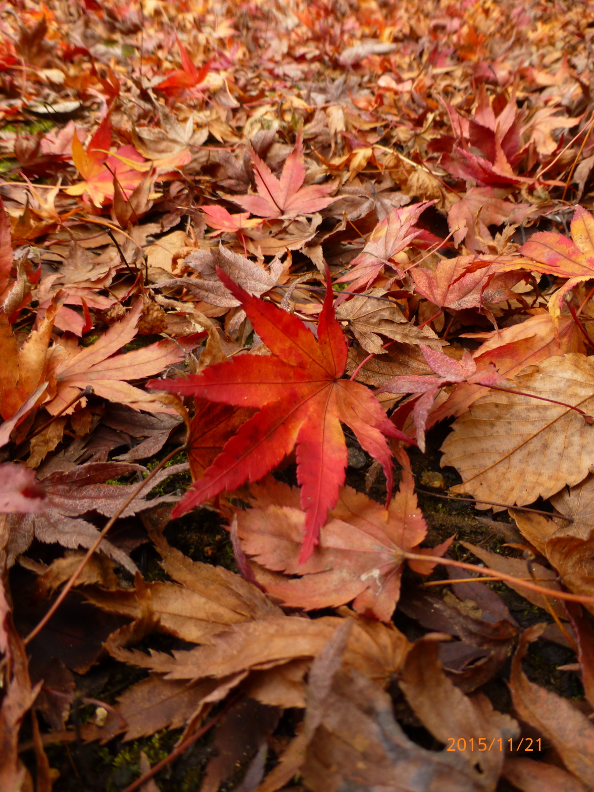 f:id:k10no3:20151121105250j:image:w279