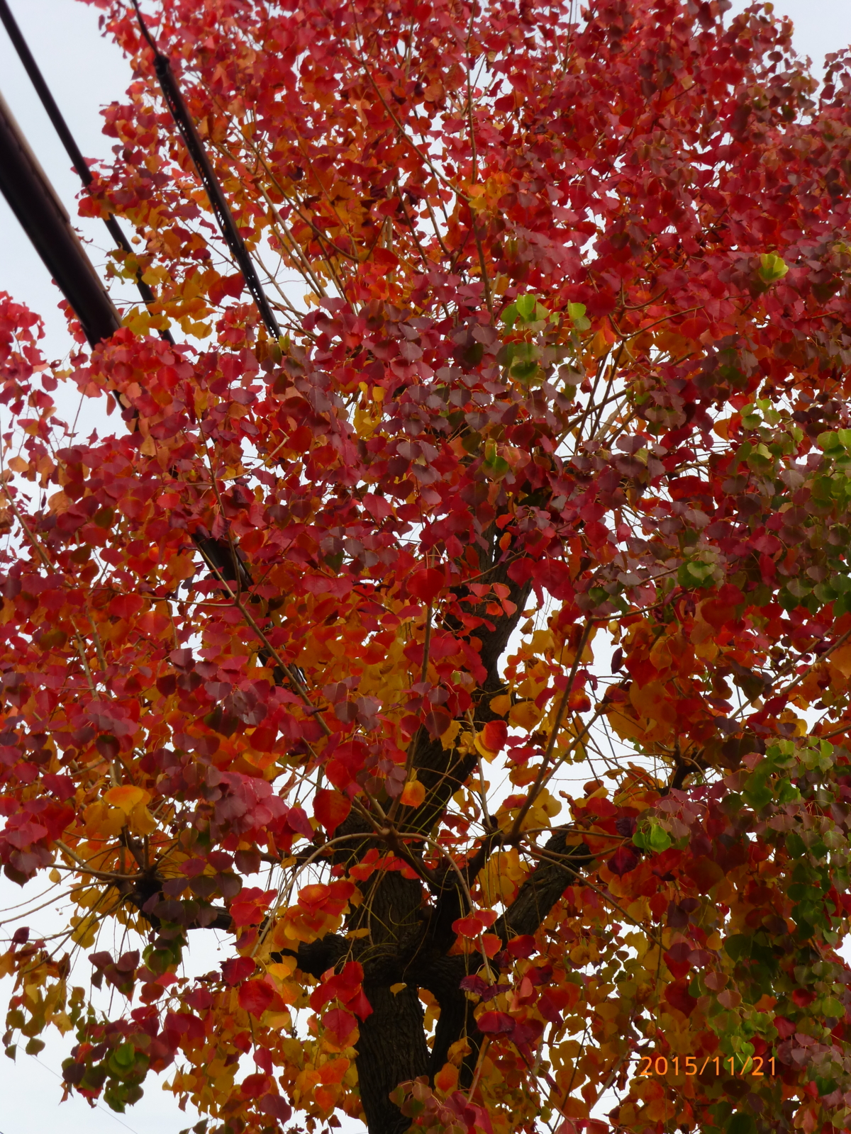 f:id:k10no3:20151121114128j:image:w279