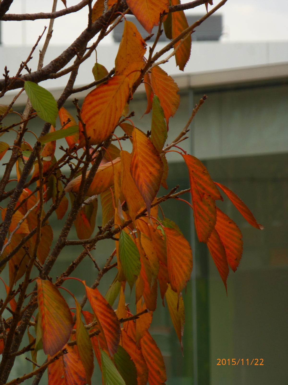 f:id:k10no3:20151122102257j:image:w279