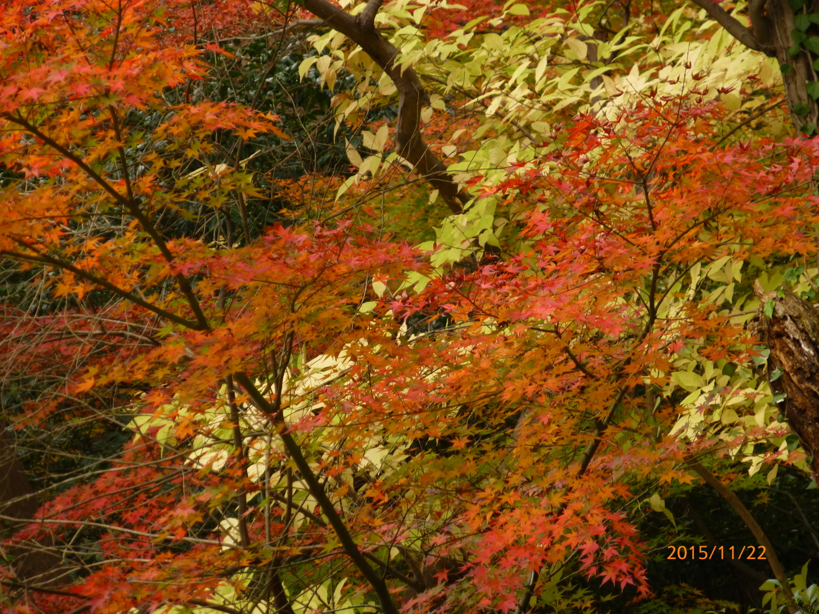f:id:k10no3:20151122103112j:image:w560