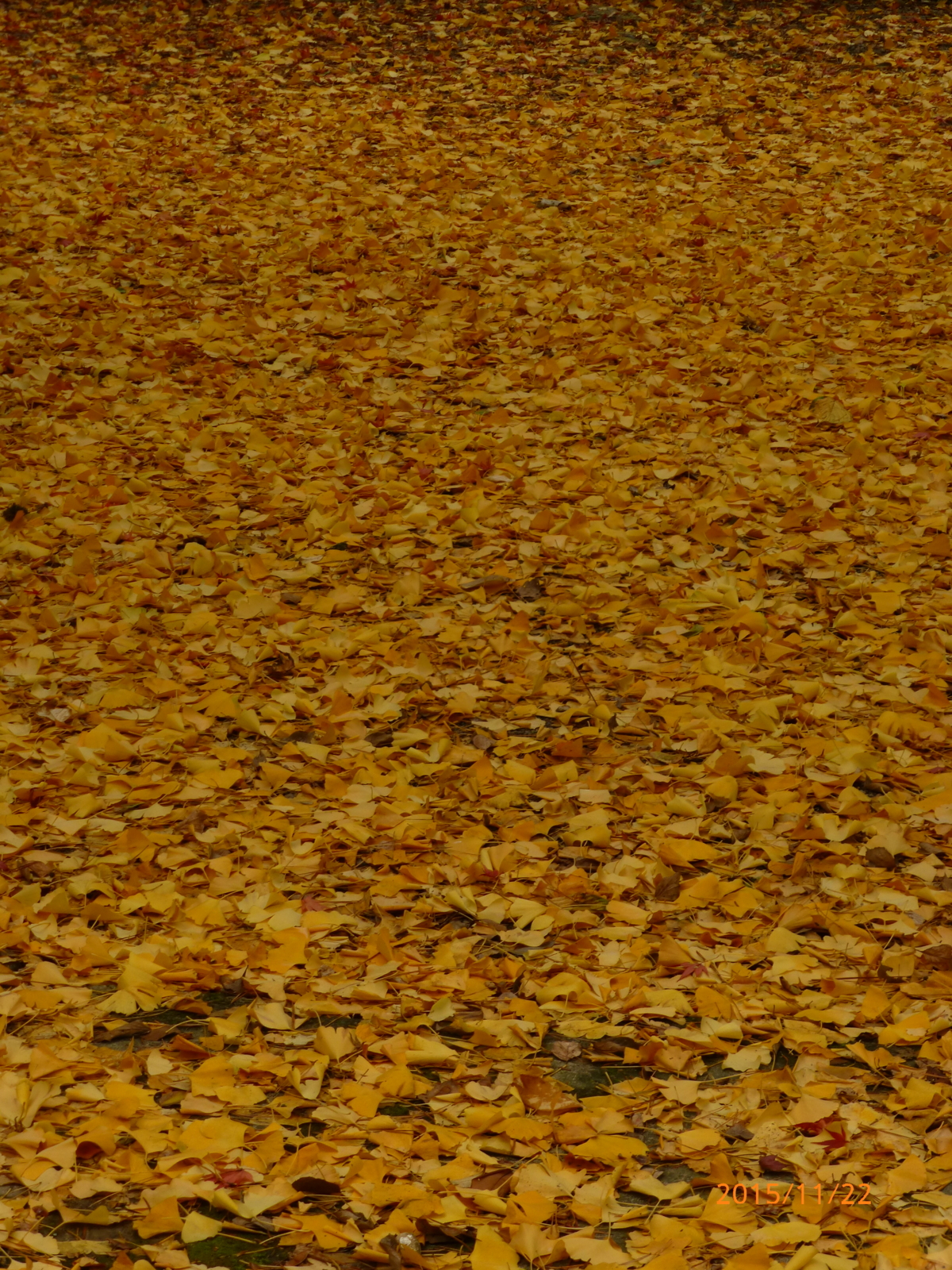 f:id:k10no3:20151122103140j:image:w279