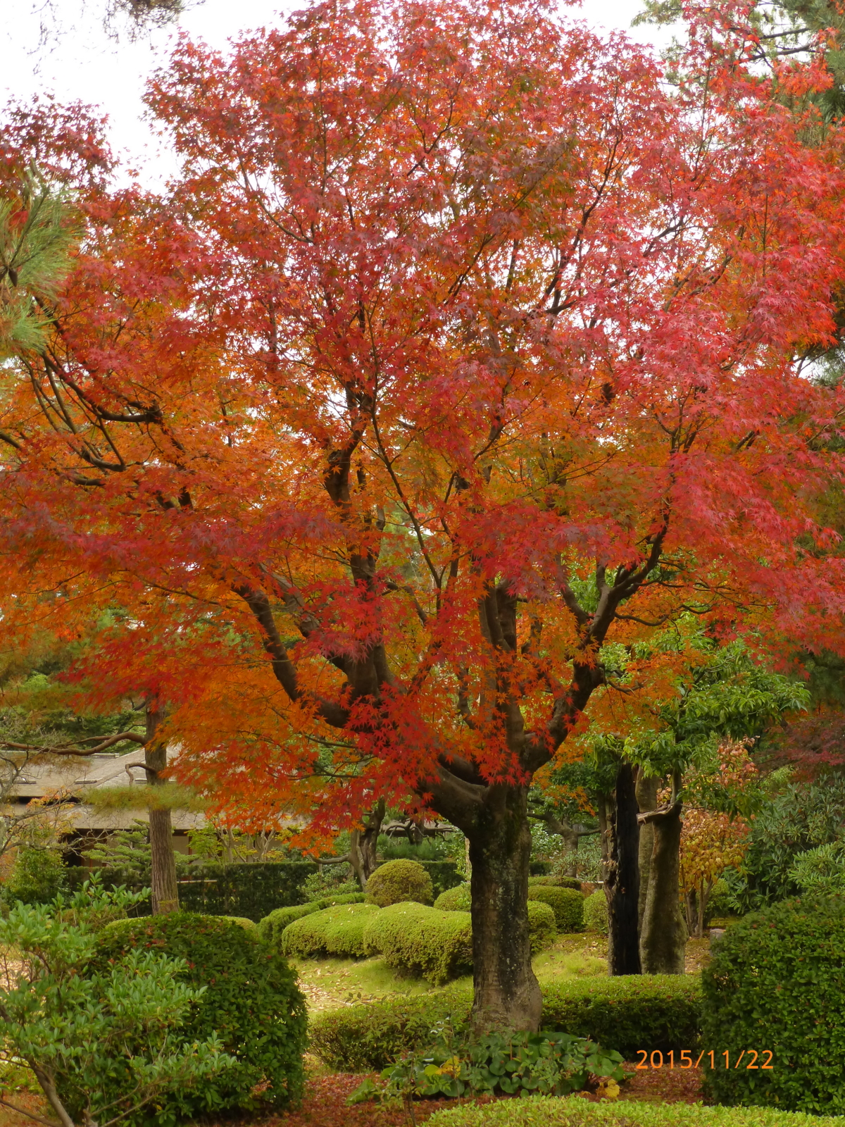f:id:k10no3:20151122103530j:image:w279