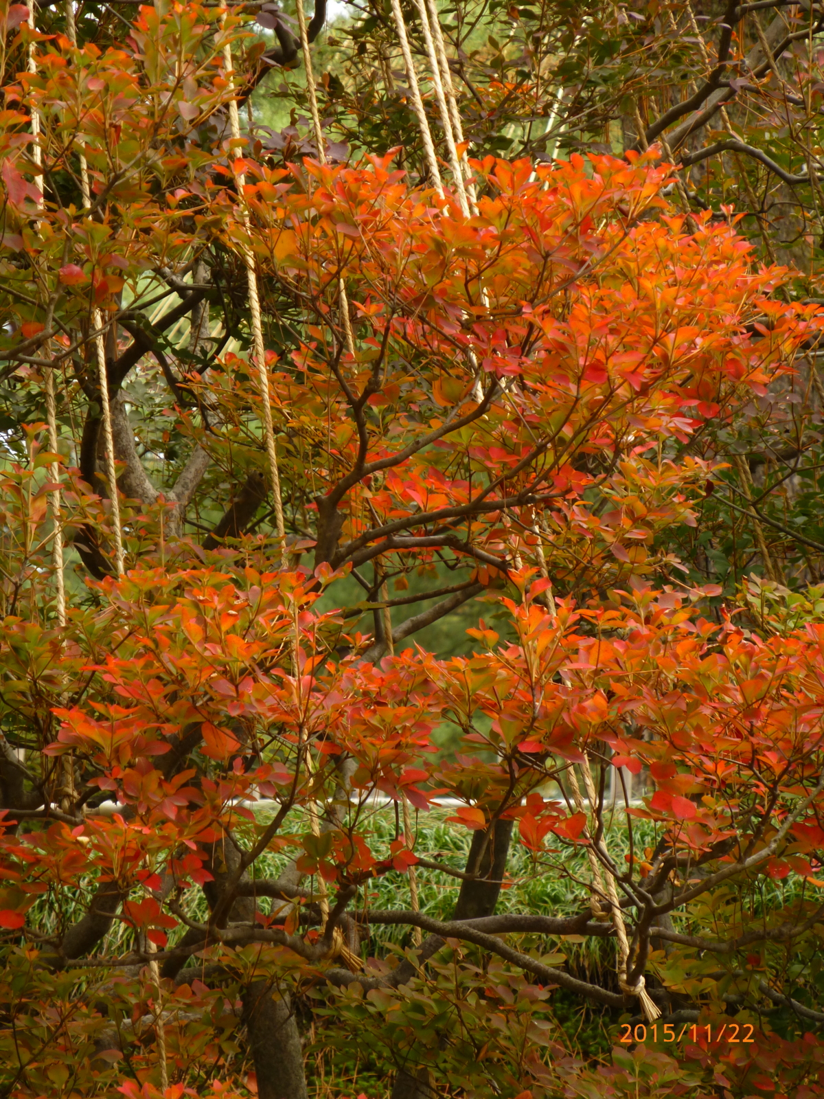 f:id:k10no3:20151122103638j:image:w279