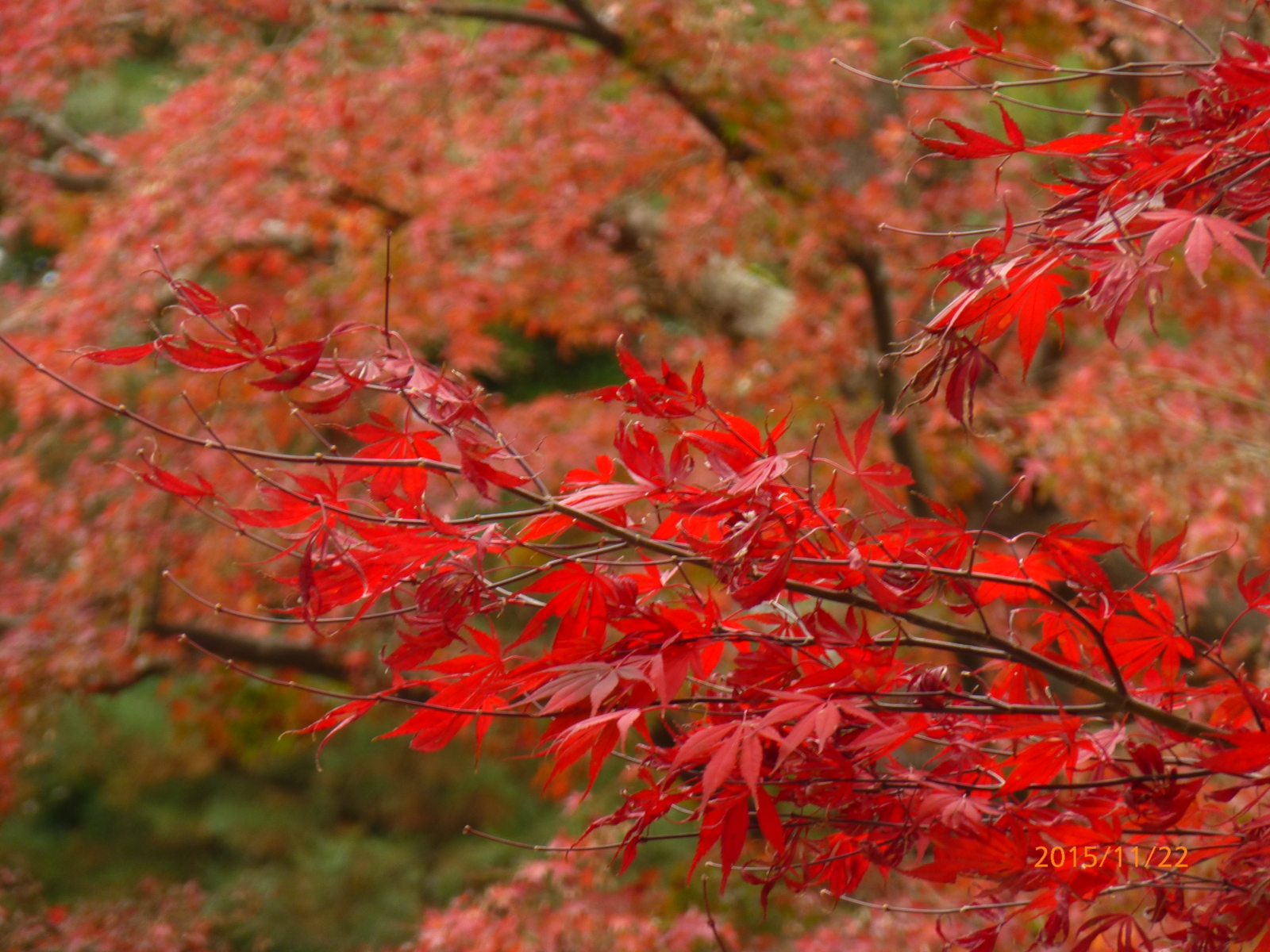 f:id:k10no3:20151122103855j:image:w560
