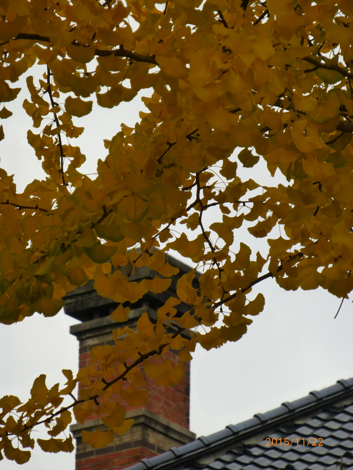 f:id:k10no3:20151122115813j:image:w279