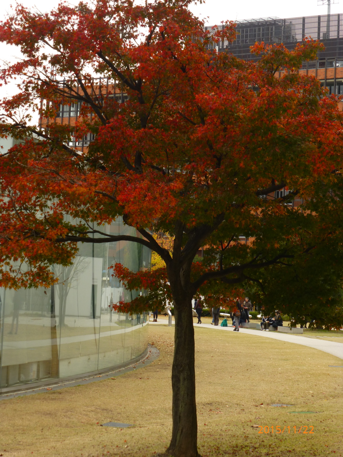 f:id:k10no3:20151122120715j:image:w279
