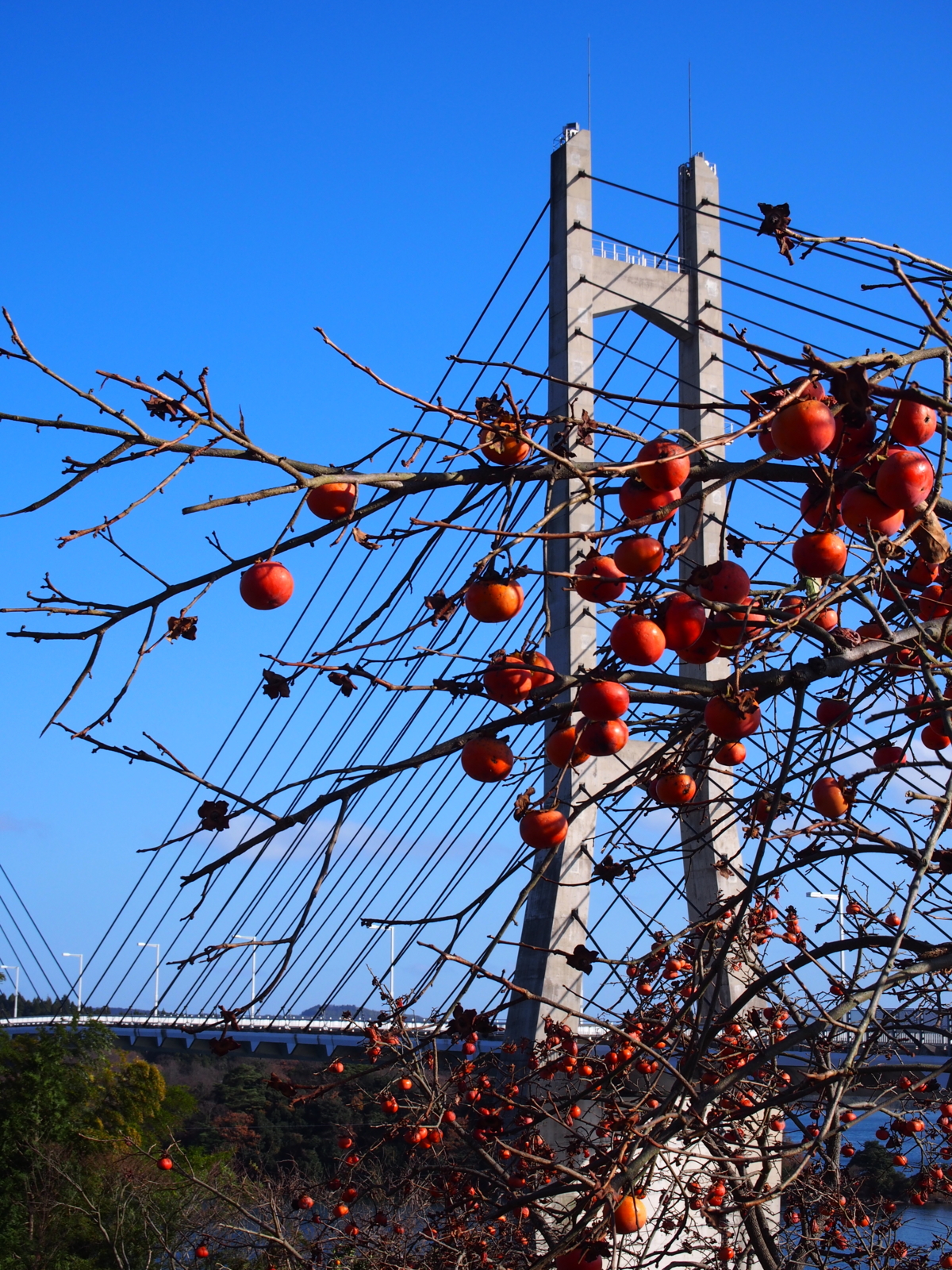 f:id:k10no3:20151212135000j:image:w318