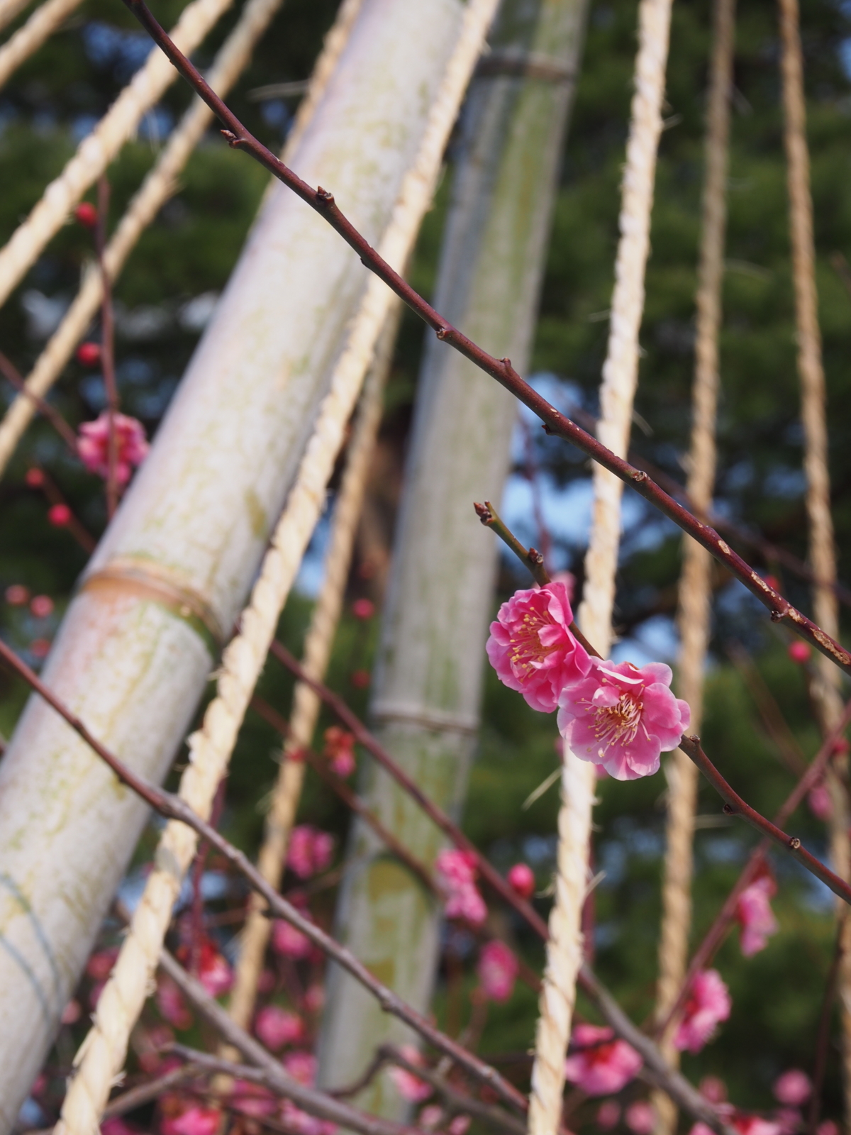 f:id:k10no3:20160227093634j:image:w318